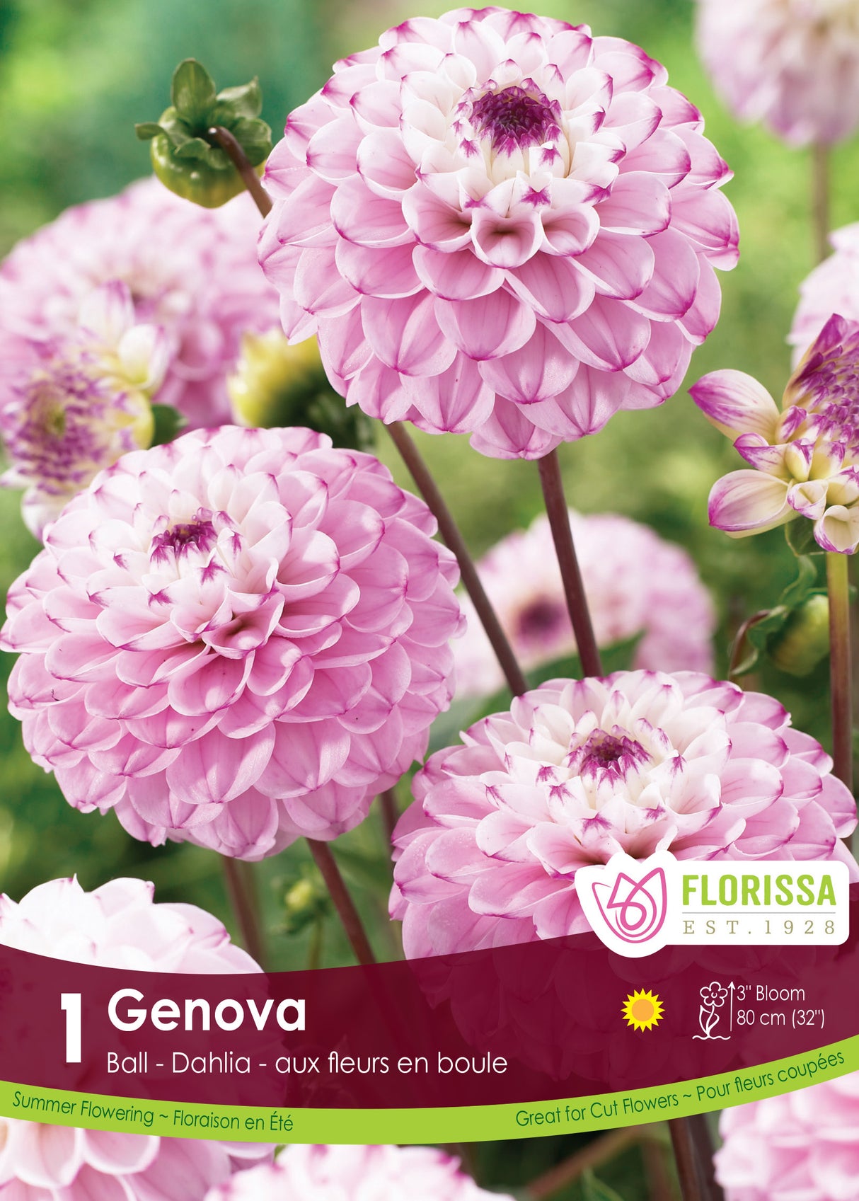 Dahlia Ball - Genova Retail Pkg