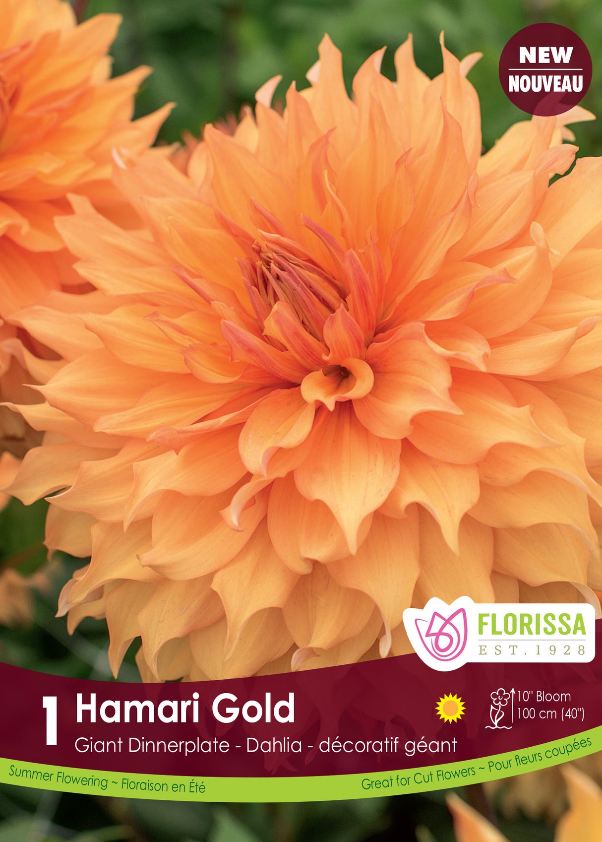 Dahlia Giant Dinnerplate PREMIUM - Hamari Gold Retail Pkg
