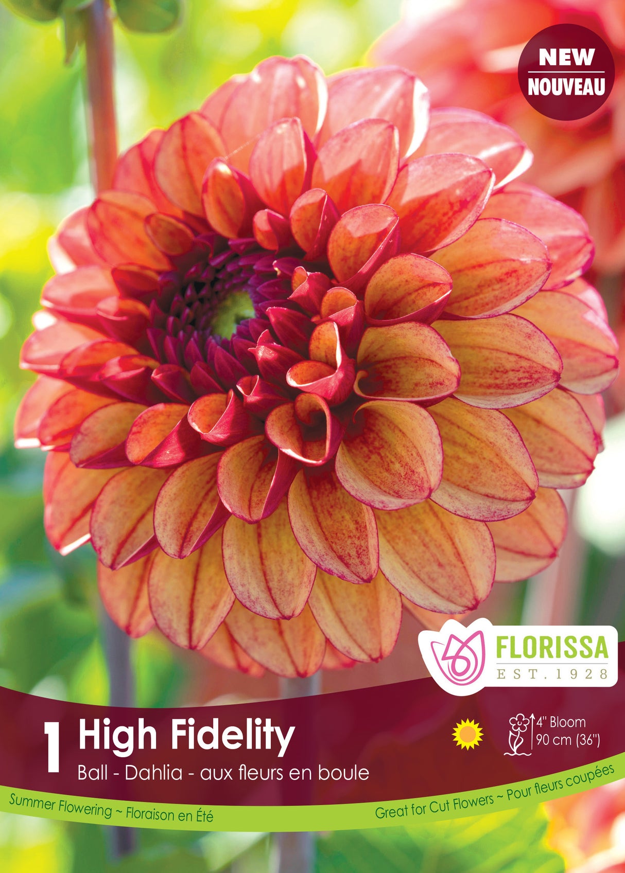 Dahlia Decorative PREMIUM - High Fidelity Retail Pkg