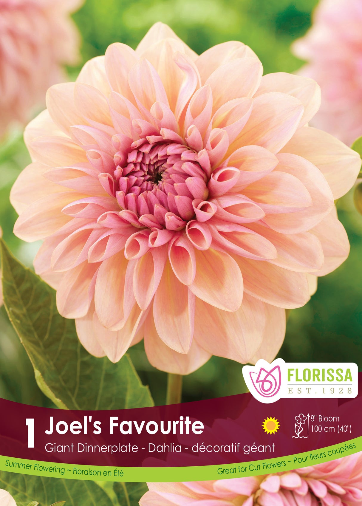 Dahlia Giant Dinnerplate PREMIUM - Joel's Favourite Retail Pkg