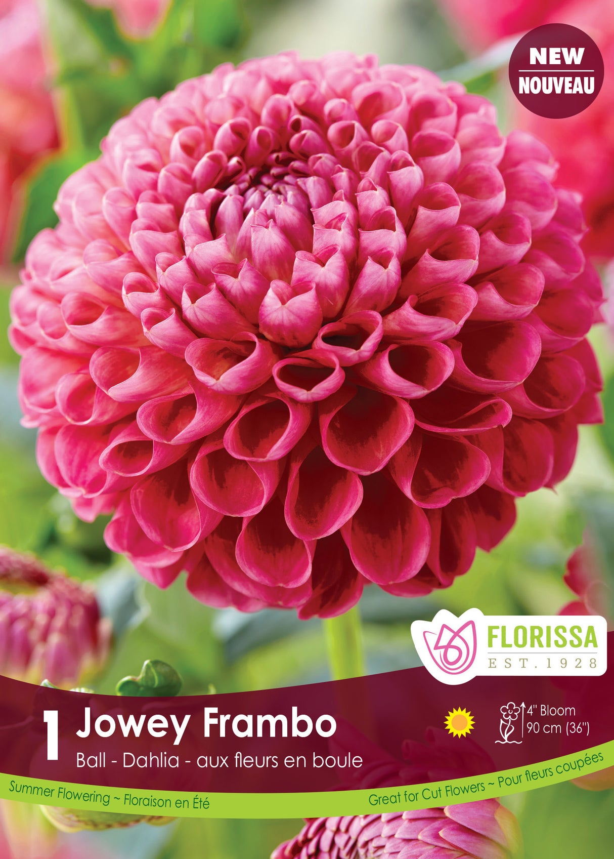 Dahlia Ball - Jowey Frambo Retail