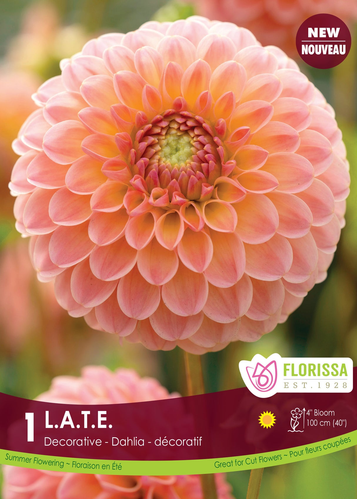 Dahlia Decorative PREMIUM - L.A.T.E. Retail Pkg