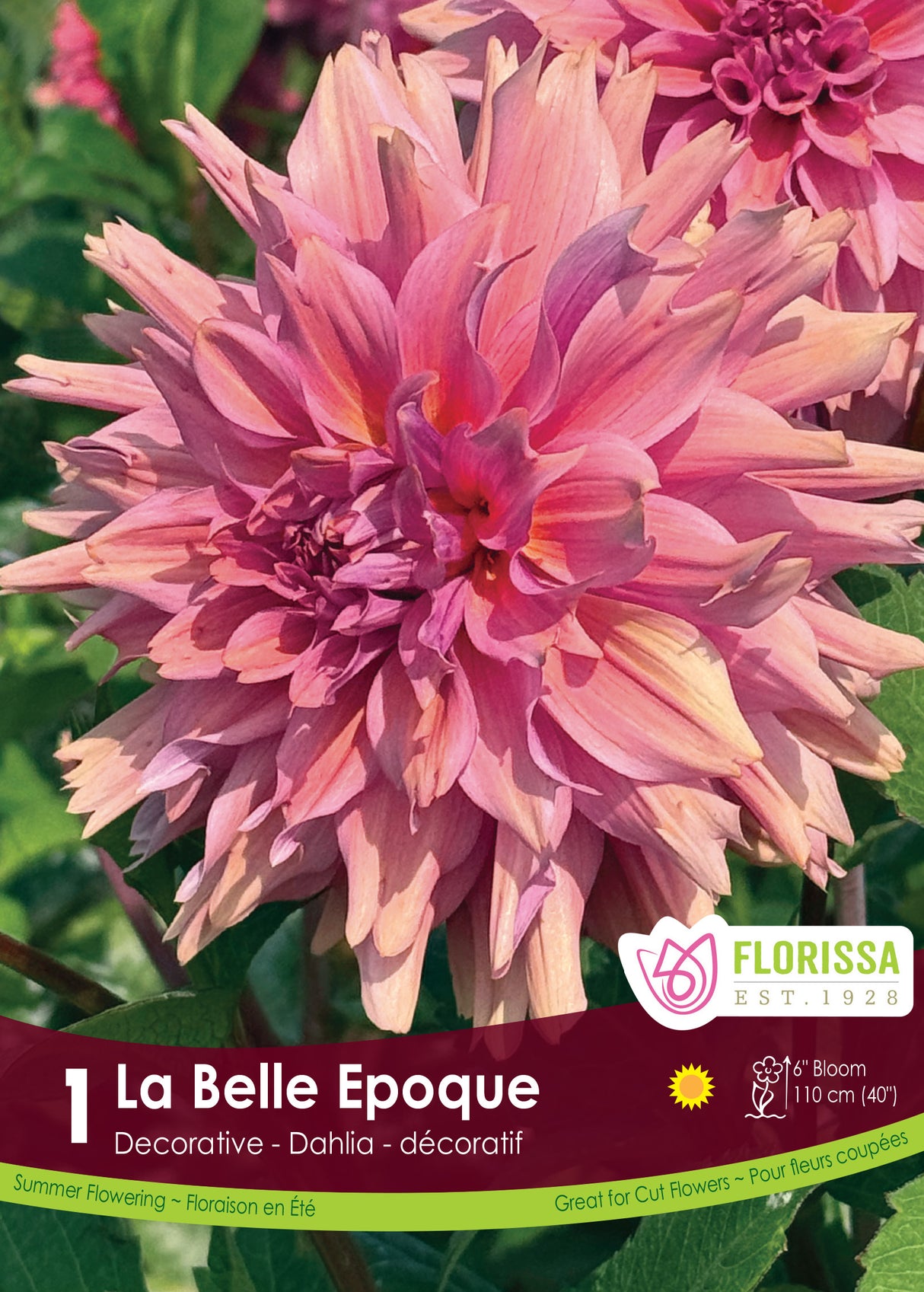 Dahlia Decorative PREMIUM - La Belle Epoque Retail Pkg