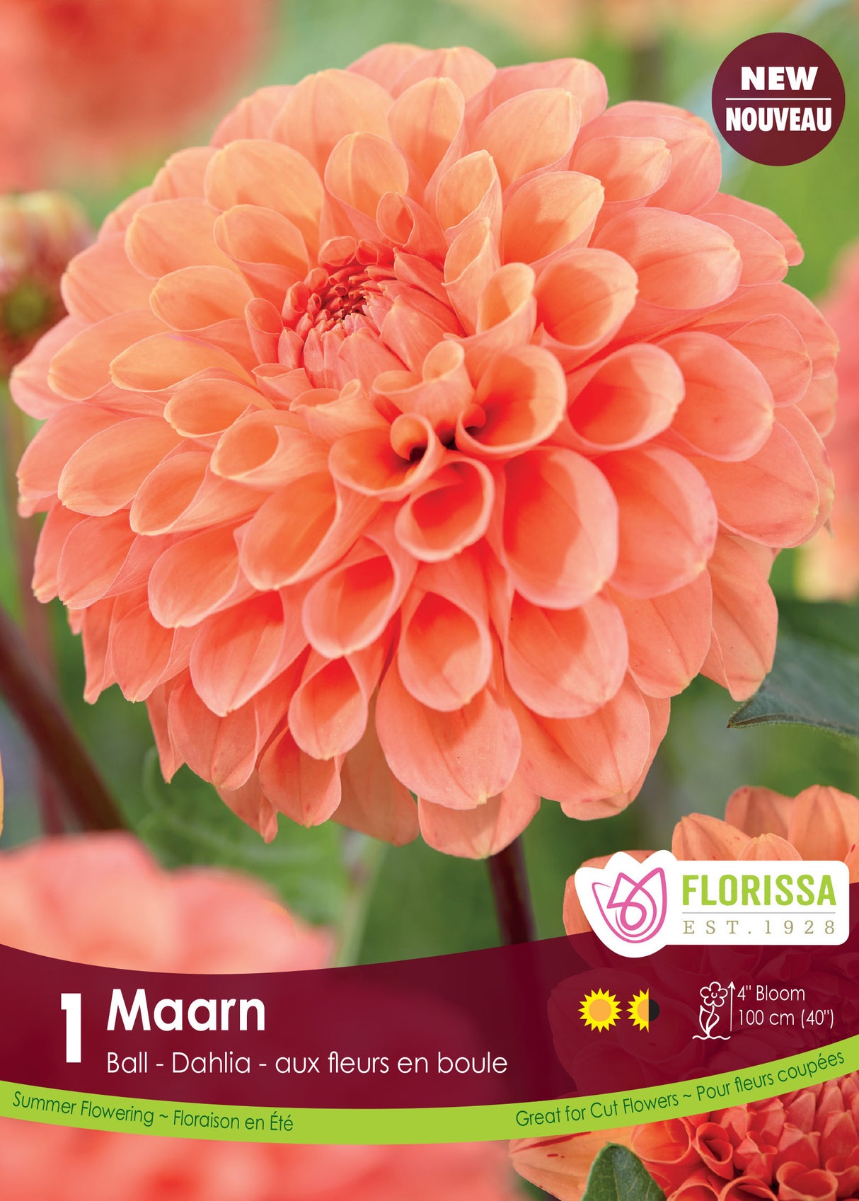 Dahlia Ball - Maarn Retail