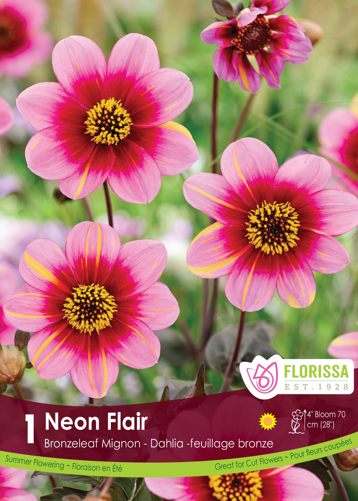 Dahlia Mignon - Neon Flair Bulk