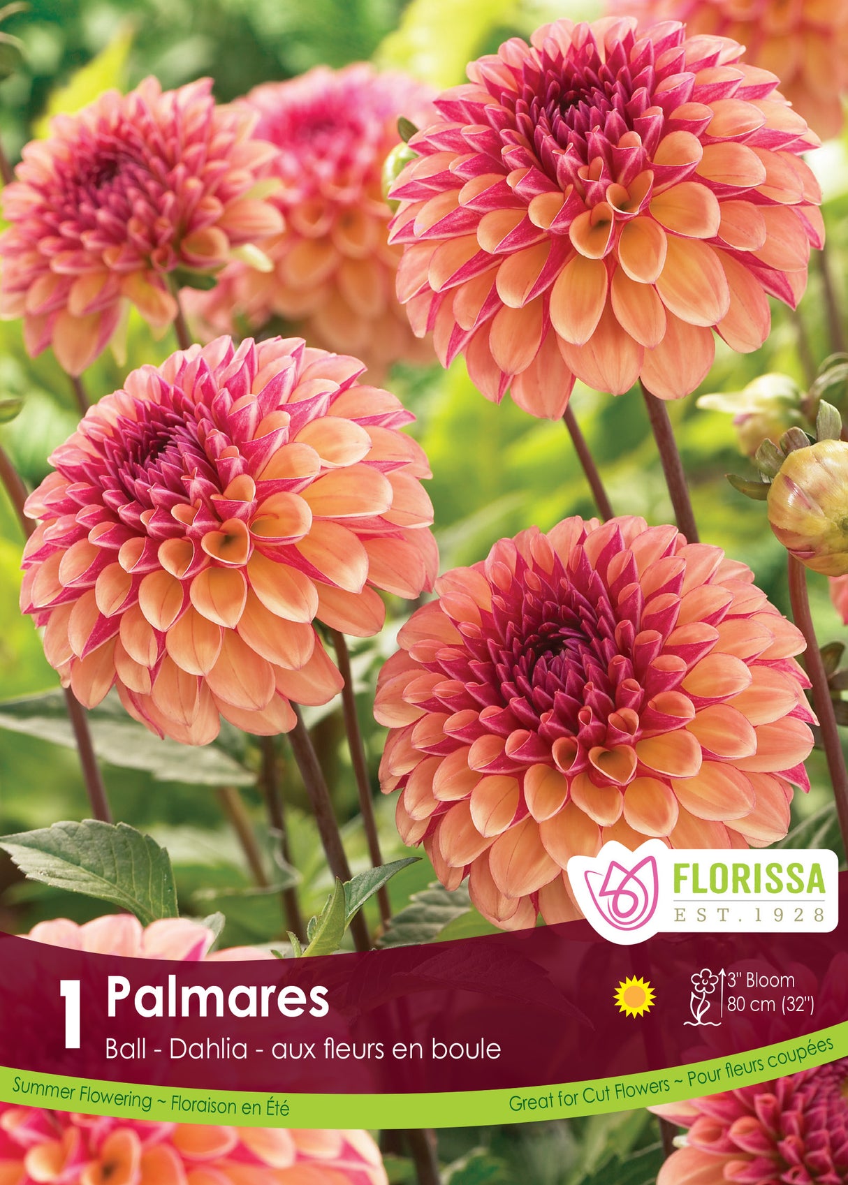 Dahlia Ball - Palmares Retail Pkg