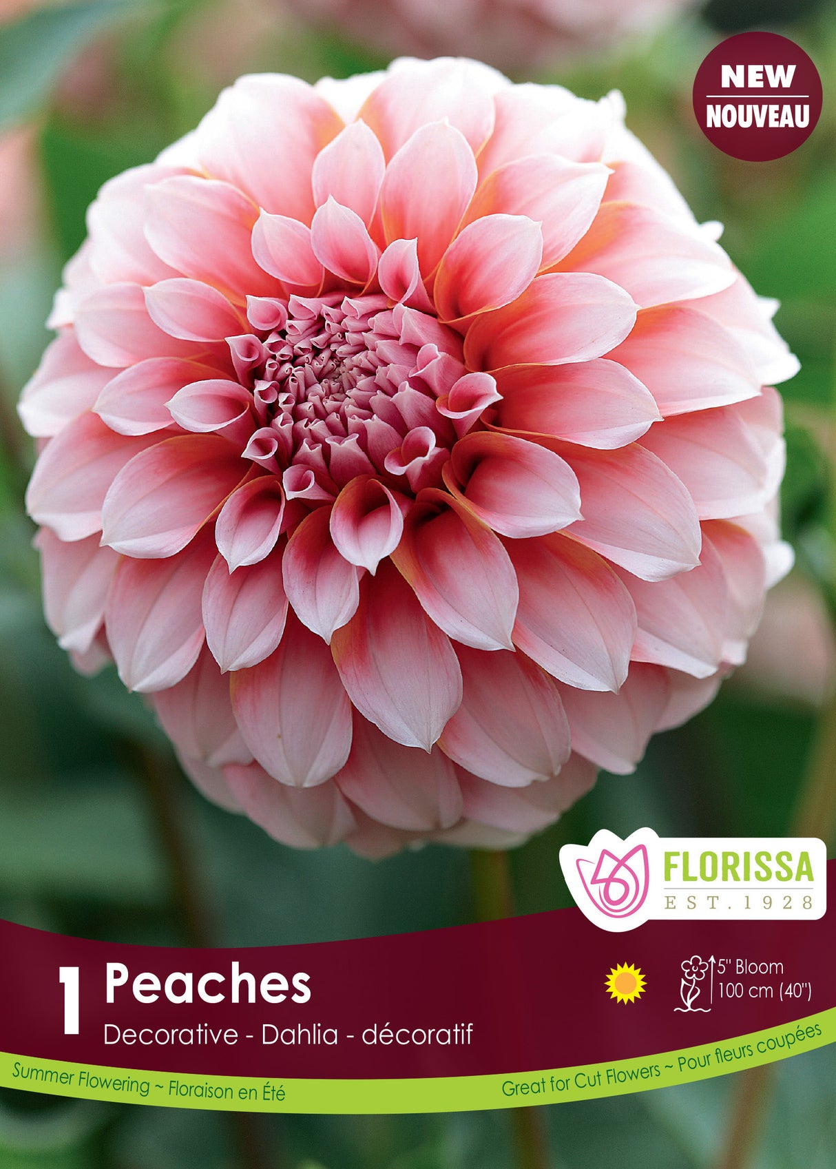 Dahlia Decorative PREMIUM - Peaches Retail Pkg