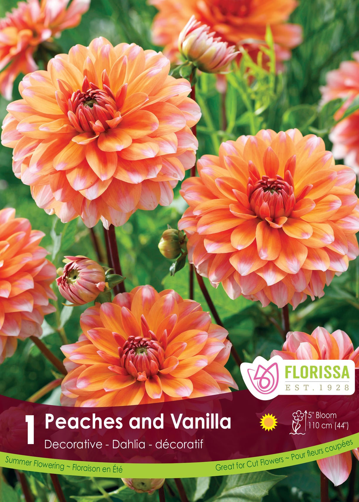Dahlia Decorative - Peaches and Vanilla Bulk