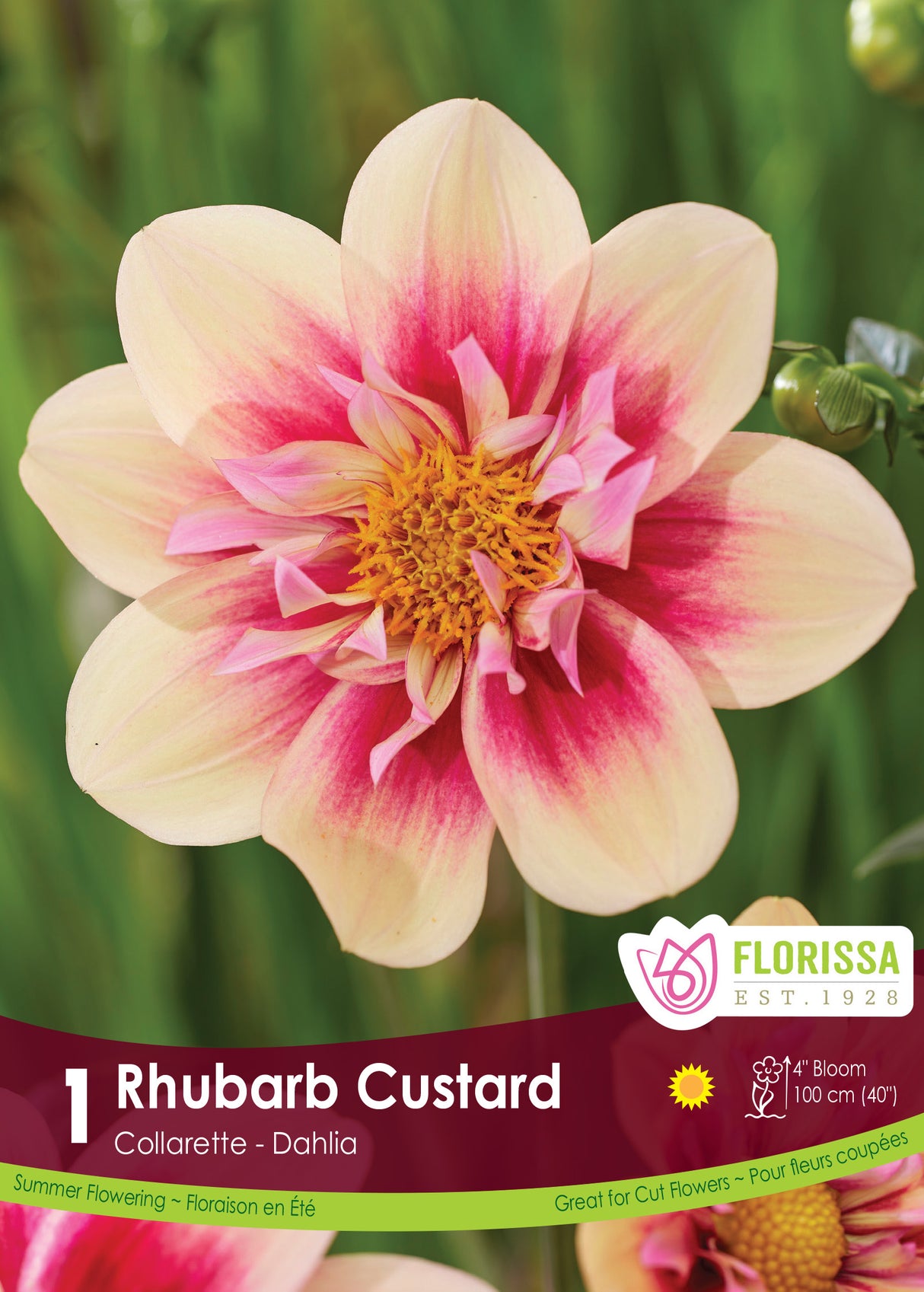 Dahlia Collarette PREMIUM - Rhubarb Custard Retail Pkg