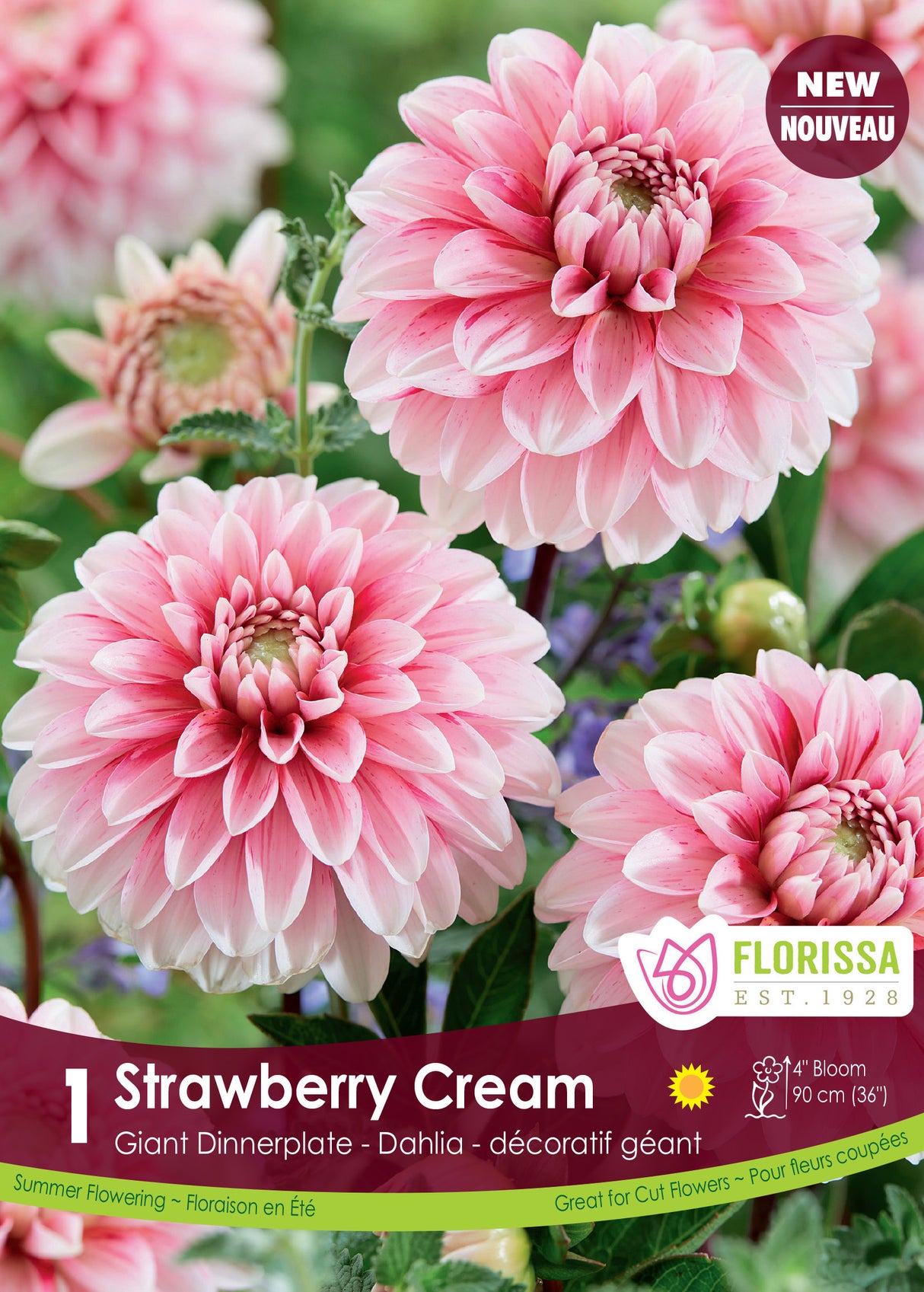 Dahlia Decorative - Strawberry Cream Retail Pkg