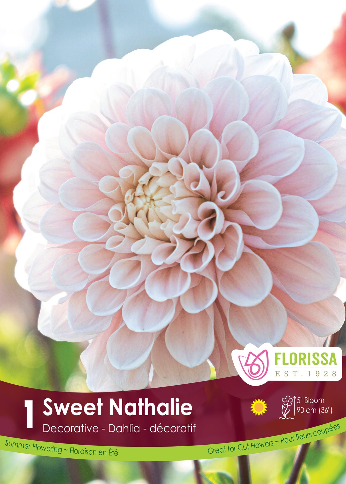Dahlia Decorative PREMIUM - Sweet Nathalie Retail Pkg