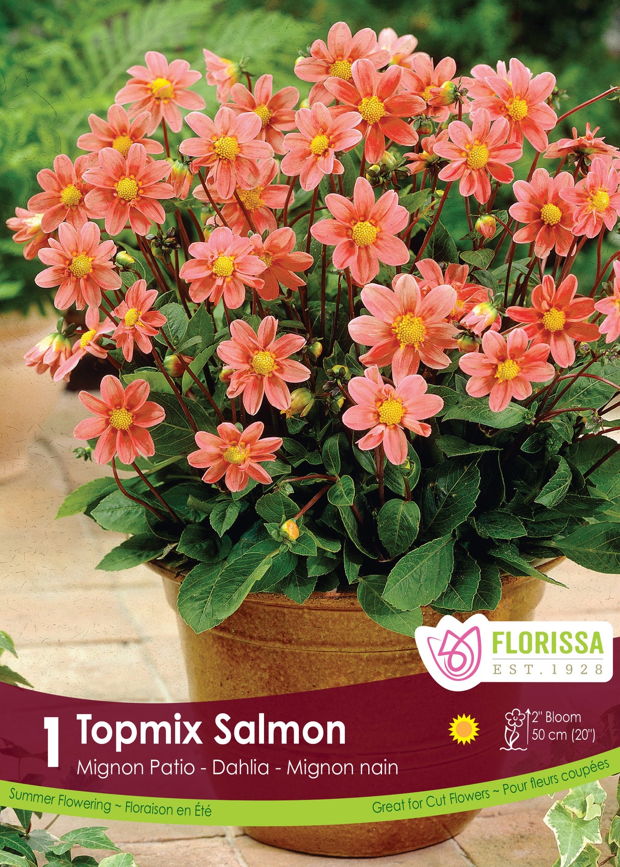 Dahlia Mignon - Topmix Salmon Retail Pkg