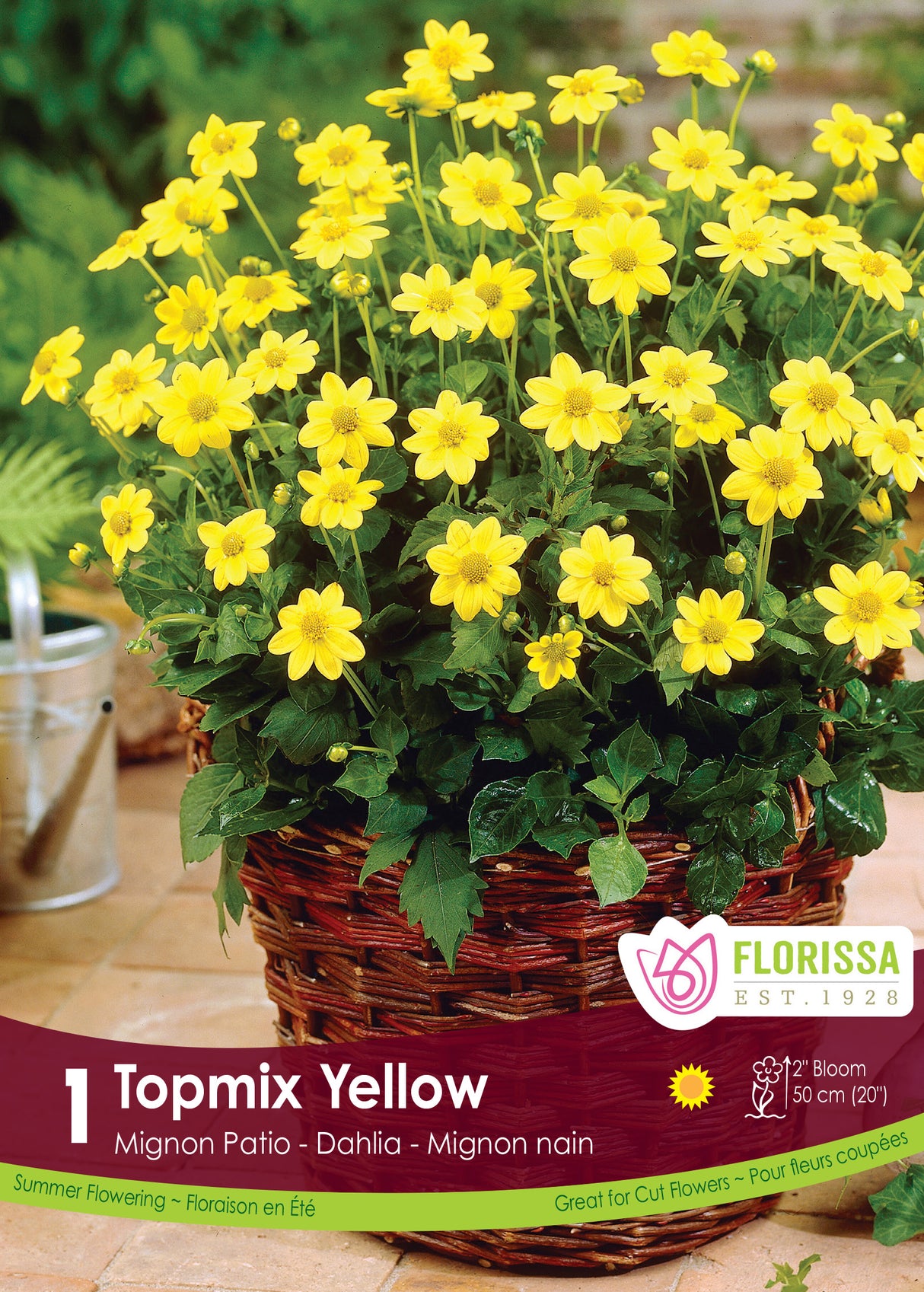 Dahlia Mignon - Topmix Yellow Retail Pkg