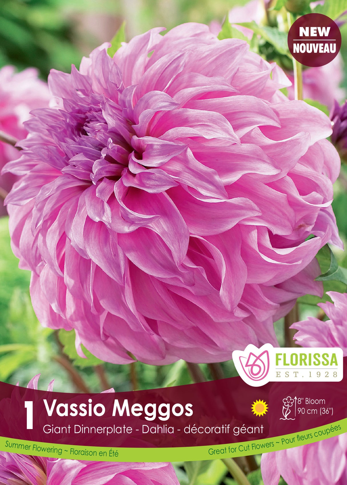 Dahlia Giant Dinnerplate - Vassio Meggos Retail Pkg