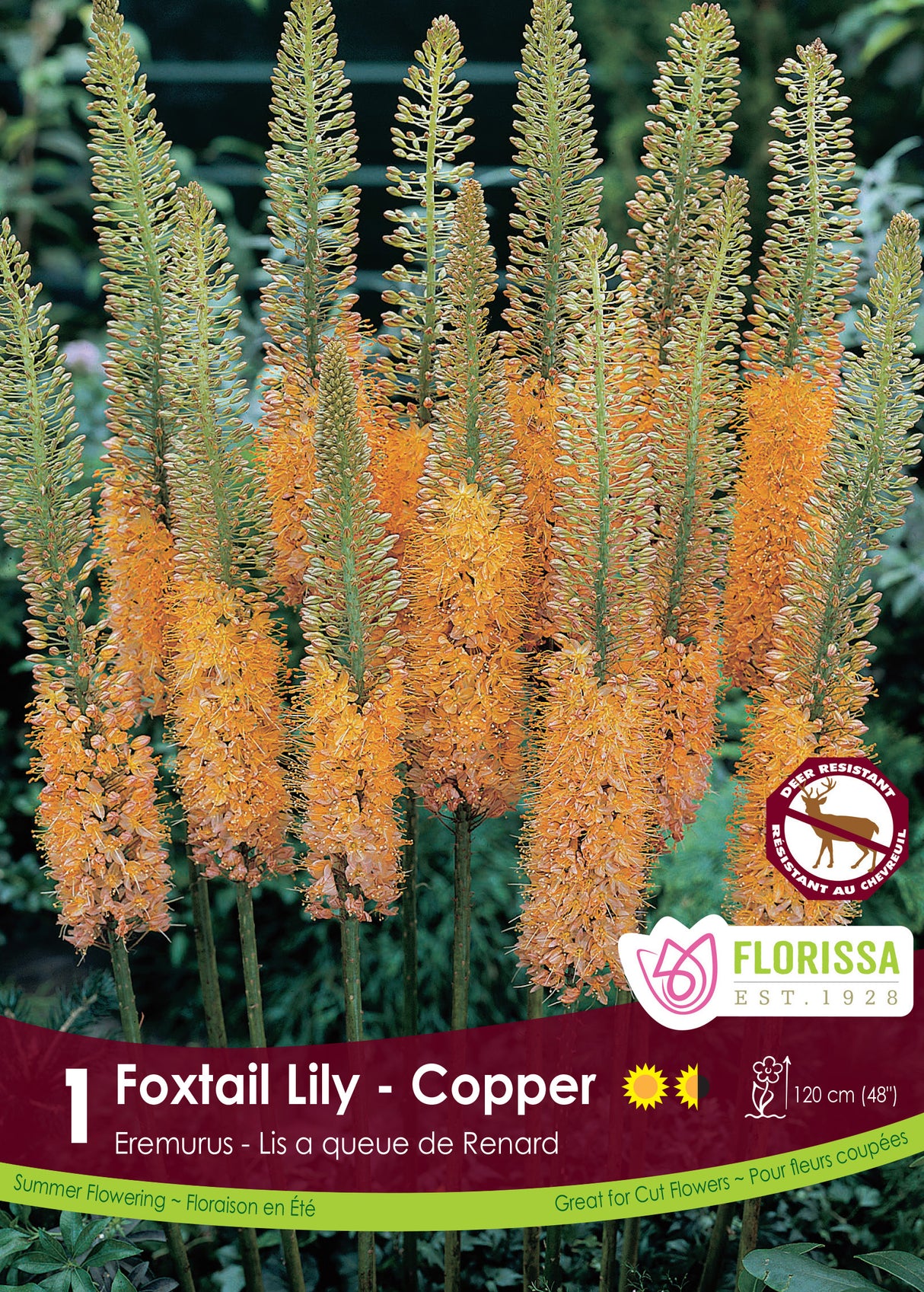 Eremurus - Copper Retail Pkg