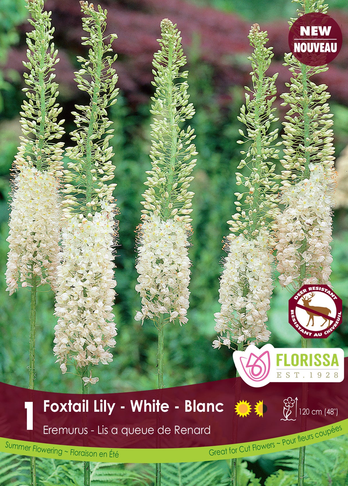 Foxtail Lily Eremurus - White Retail