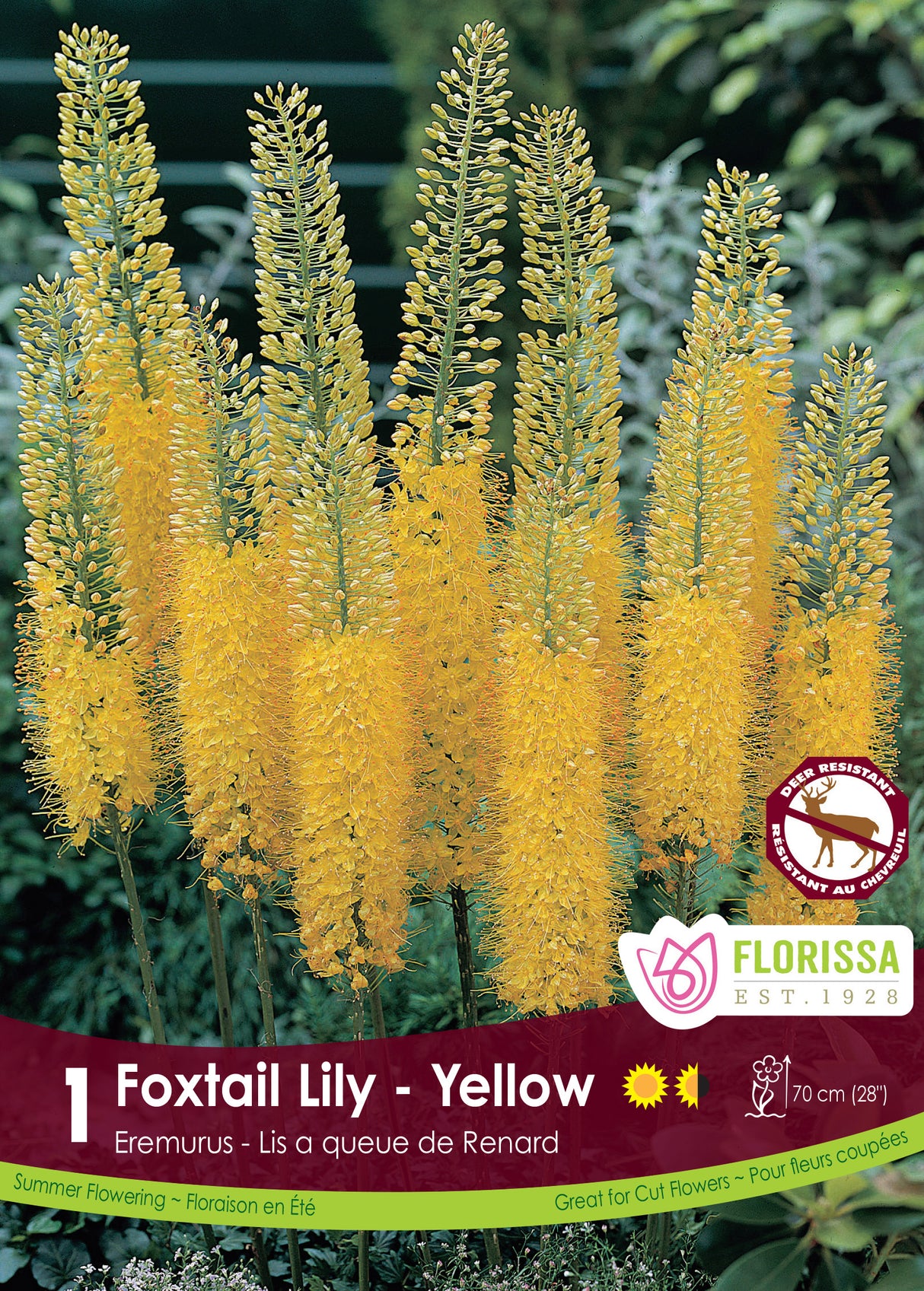 Eremurus - Yellow Retail Pkg