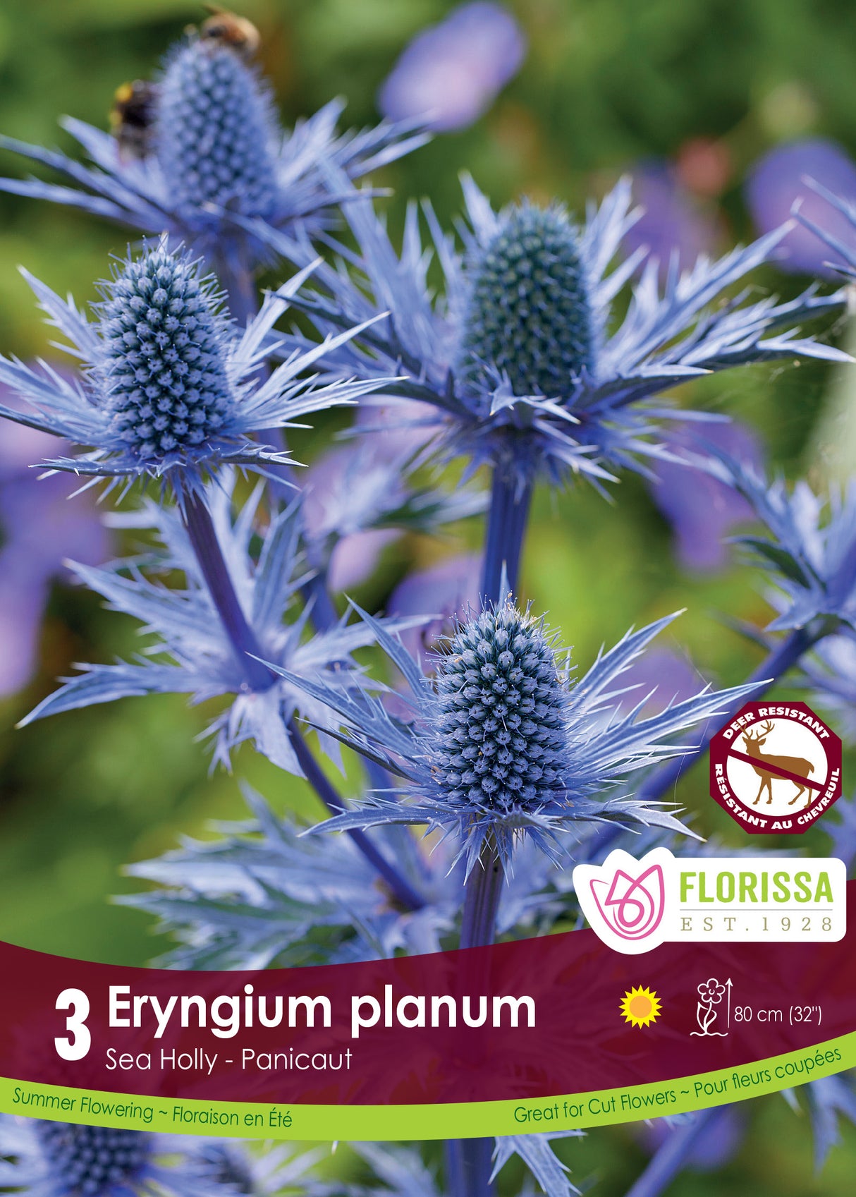 Eryngium - planum Retail
