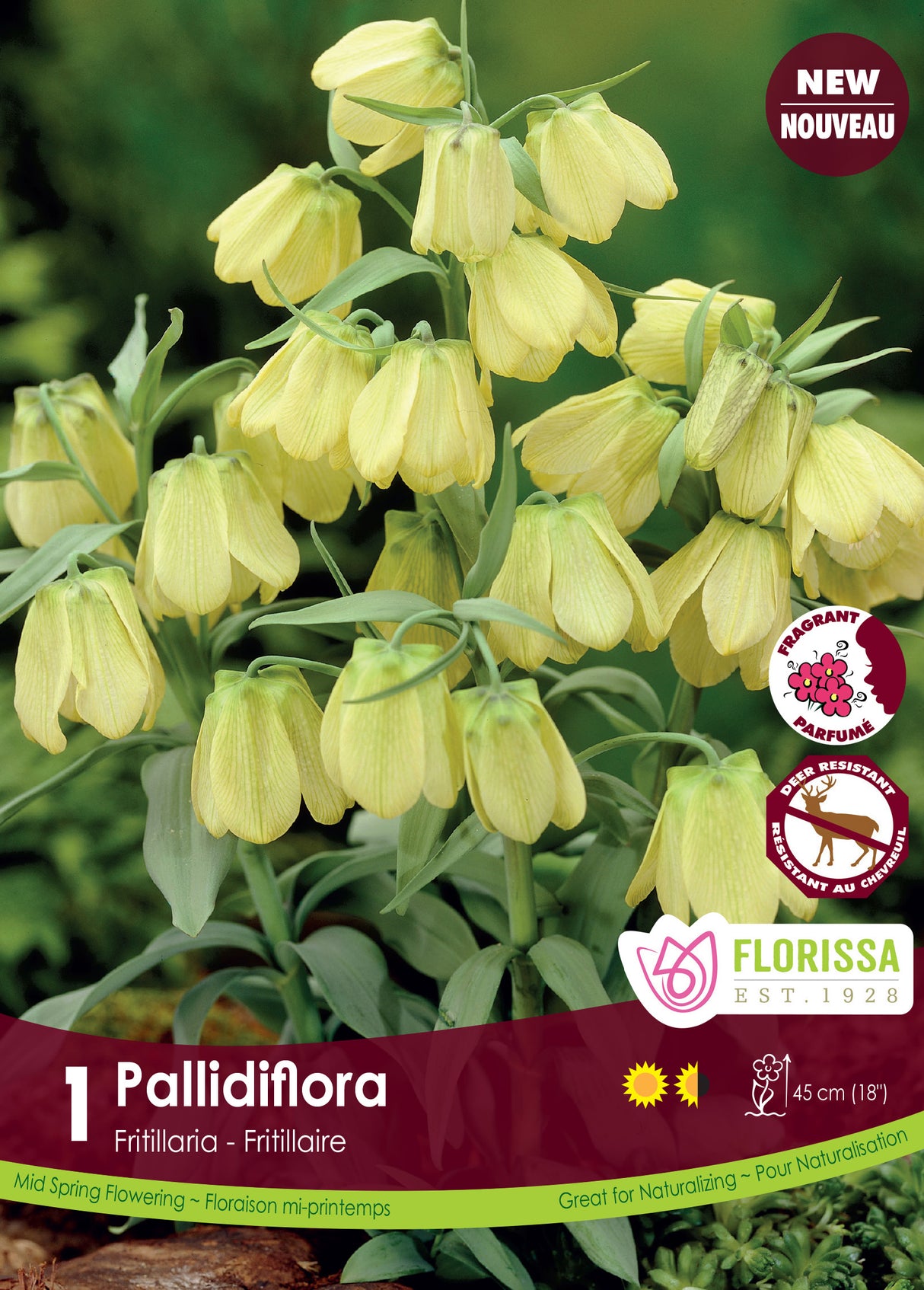 Fritillaria - Pallidiflora Bulk