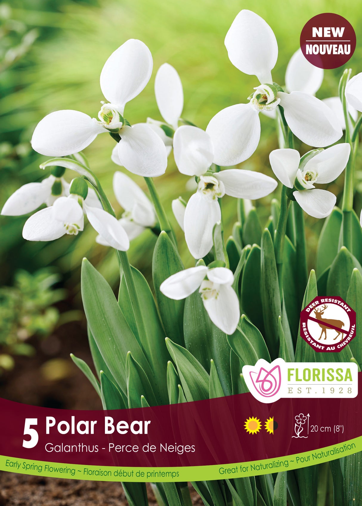Galanthus - Polar Bear Bulk
