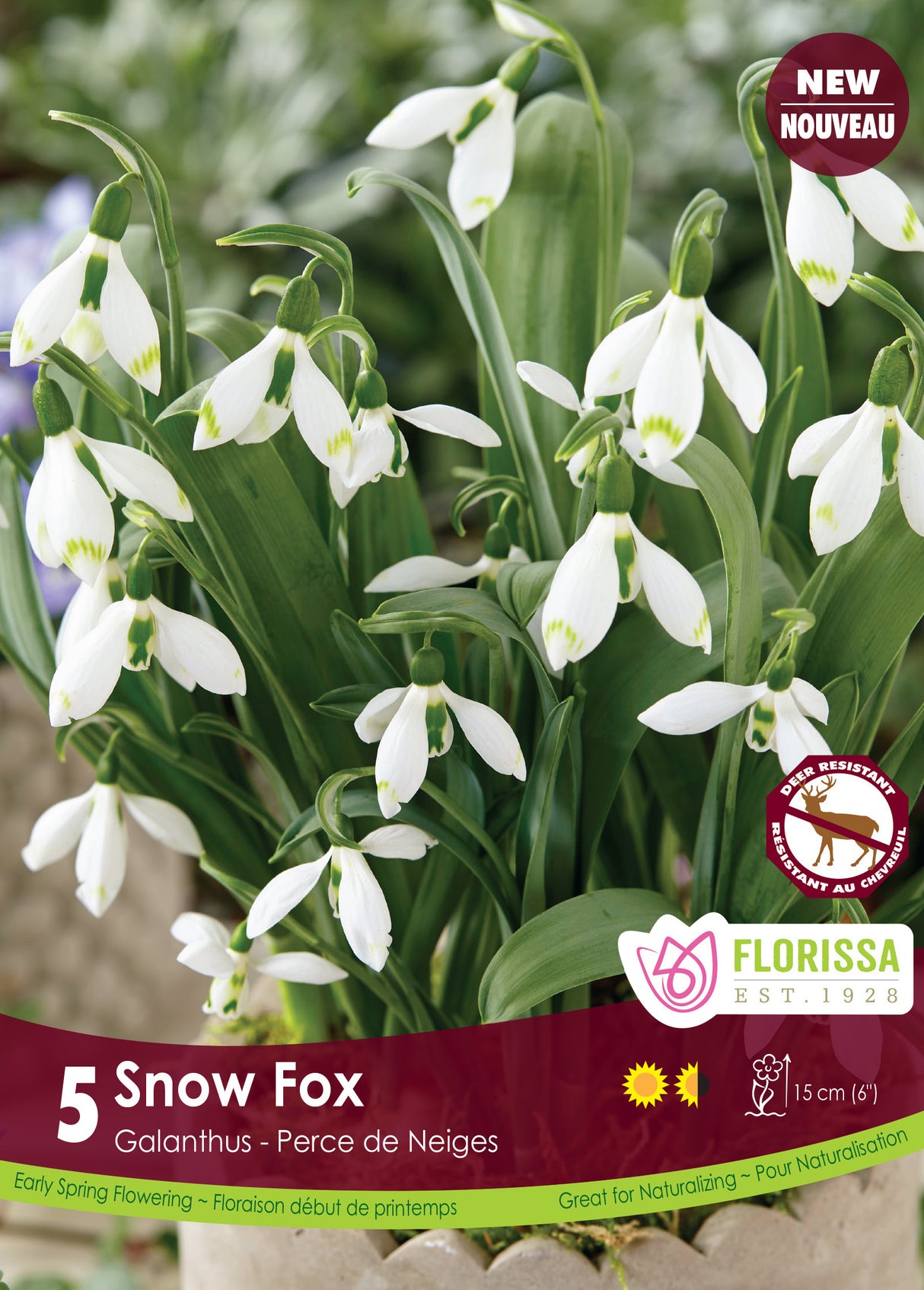 Galanthus - Snow Fox Retail