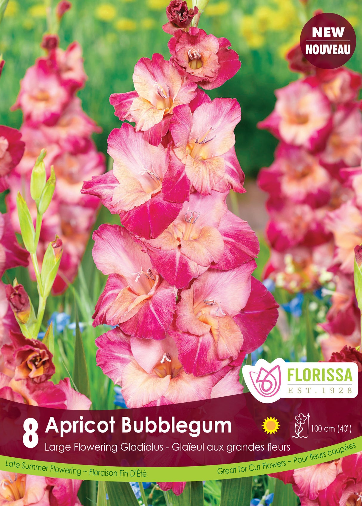 Gladiolus - Apricot Bubble Gum Retail