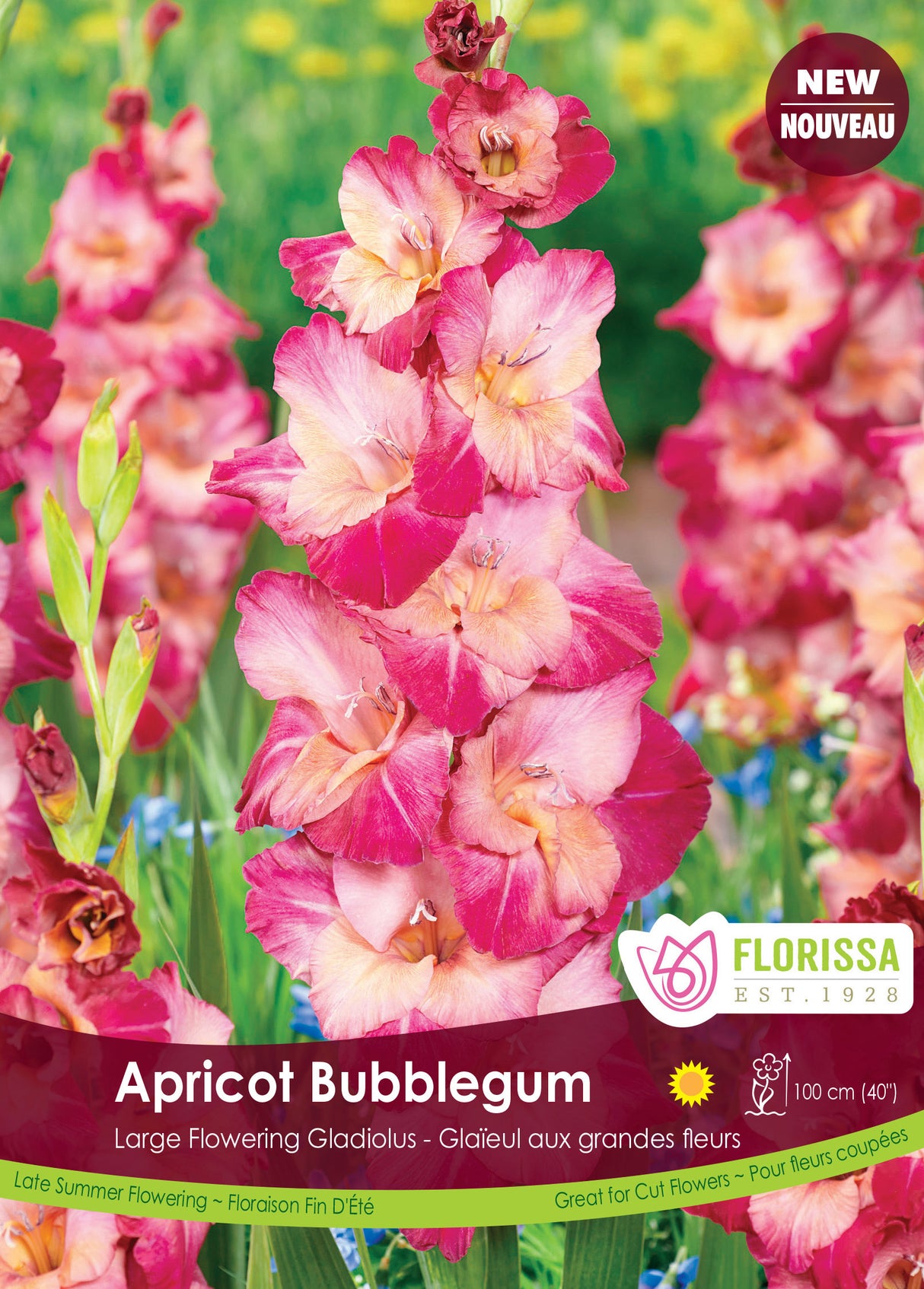 Gladiolus - Apricot Bubble Gum Bulk