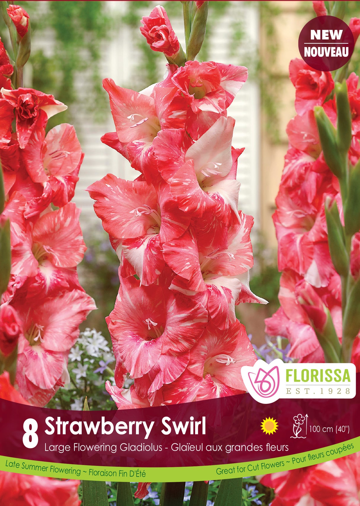 Gladiolus - Stawberry Swirl Retail
