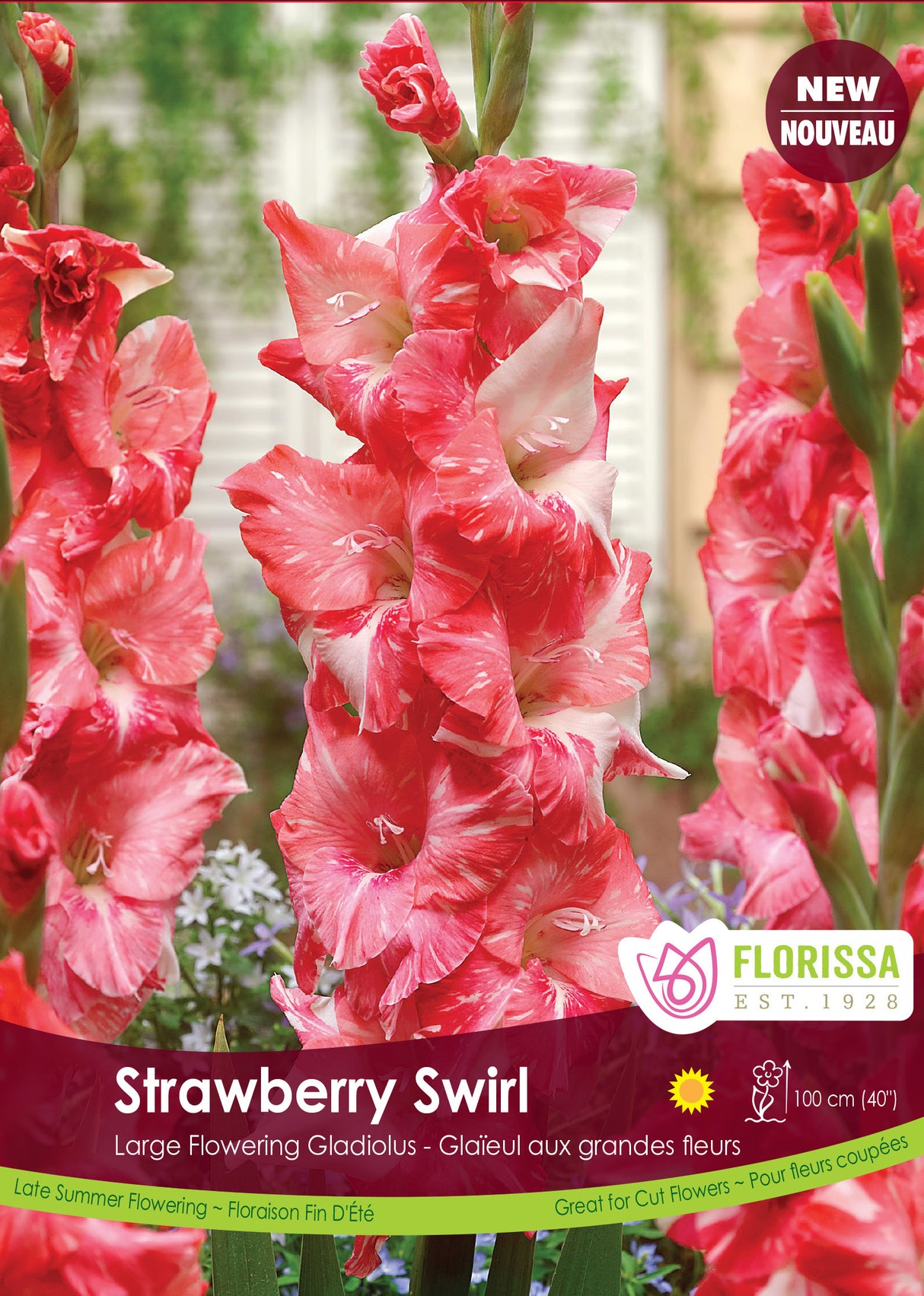Gladiolus - Stawberry Swirl Bulk