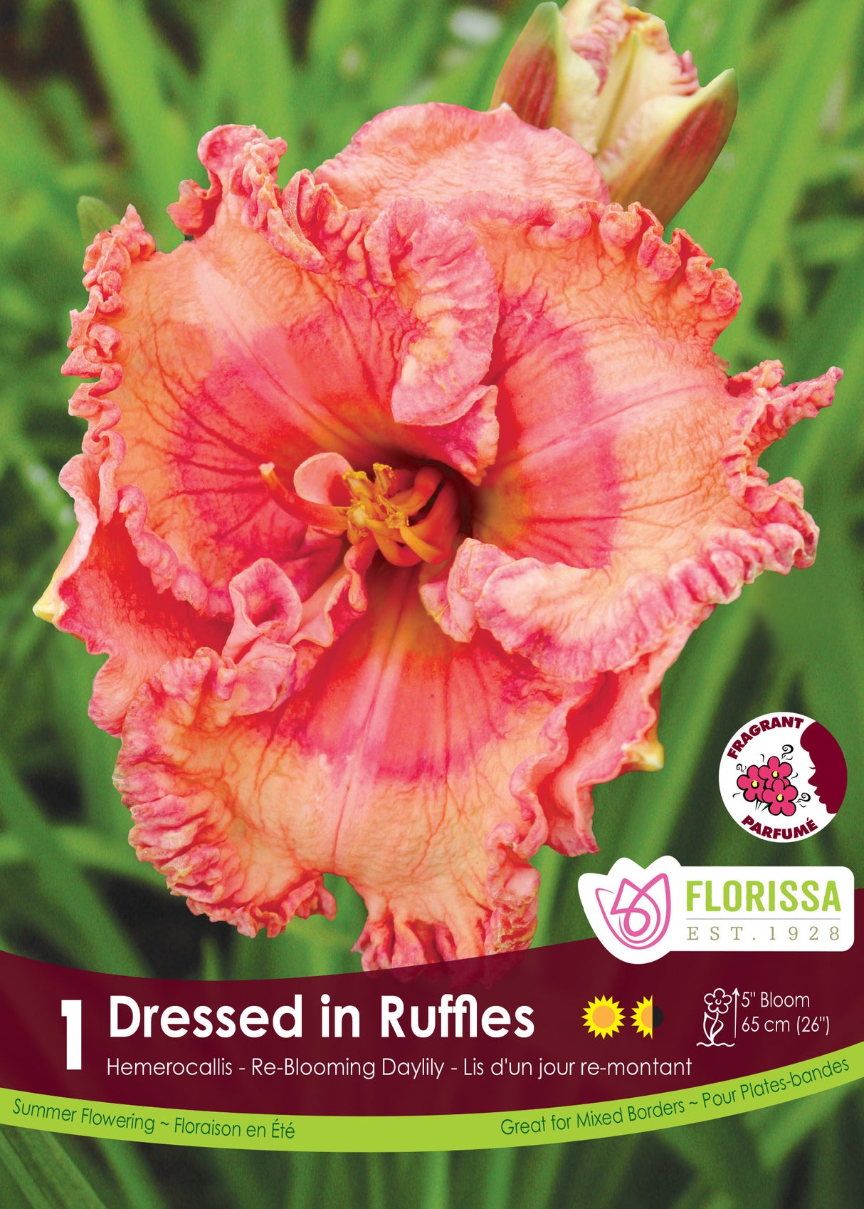 Hemerocallis - Dressed in Ruffles Retail