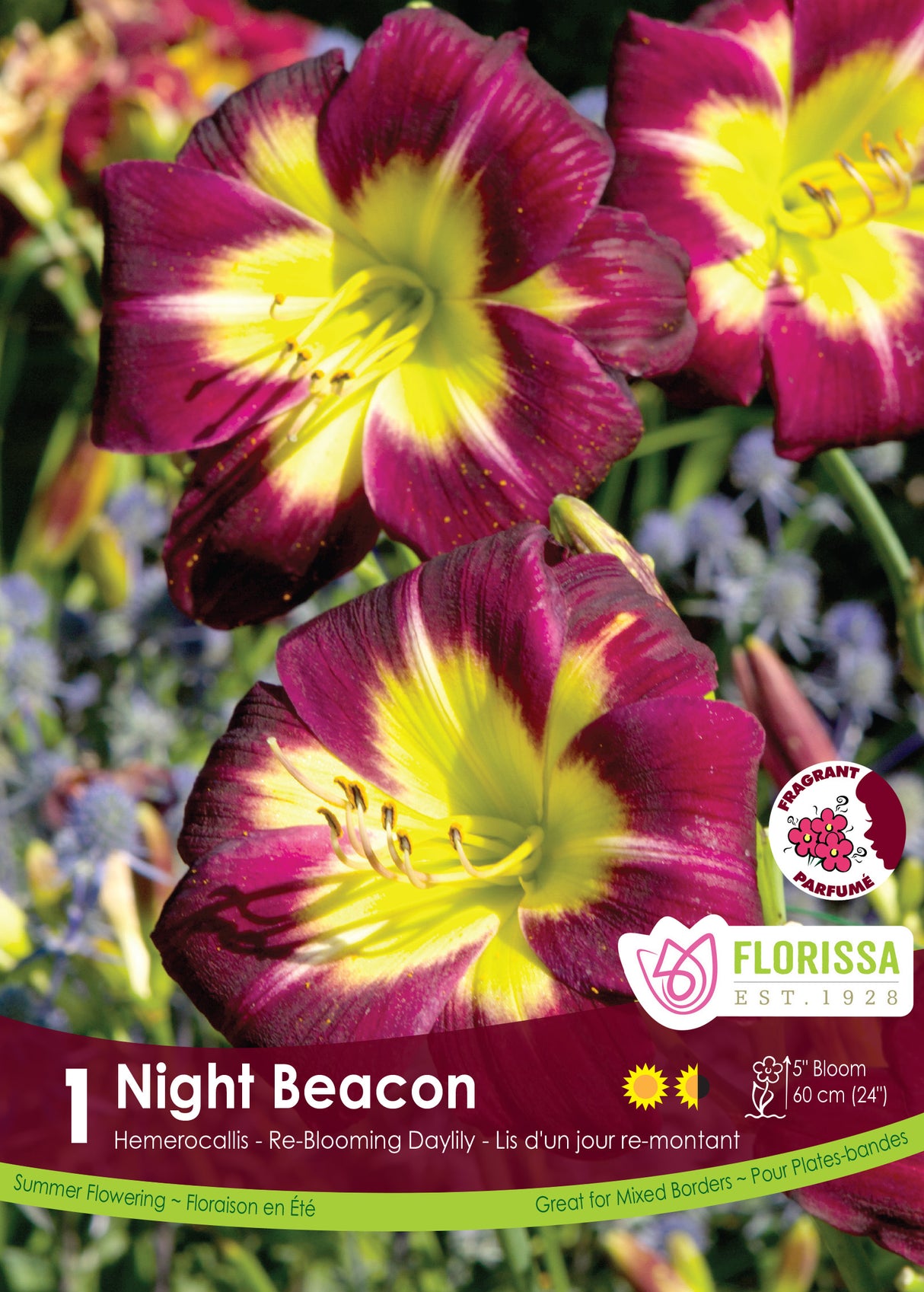 Hemerocallis - Night Beacon Retail