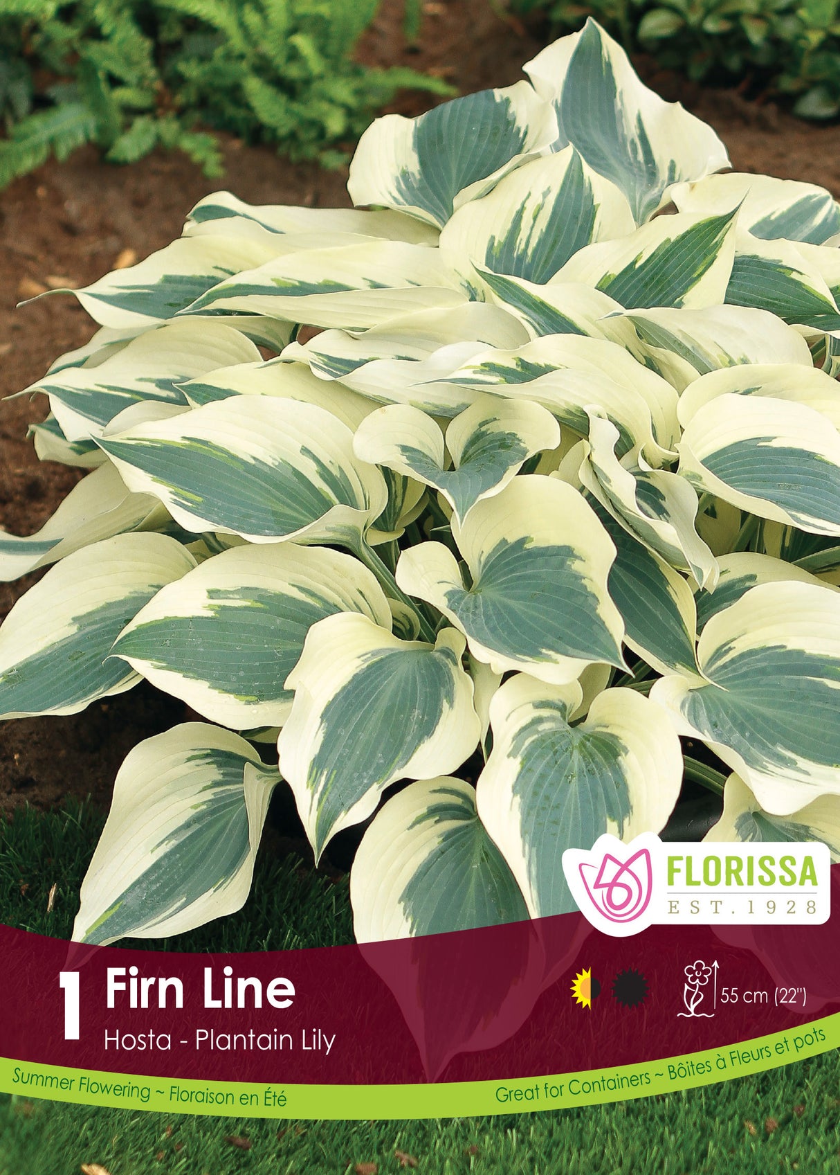 Hosta - Firn Line Retail