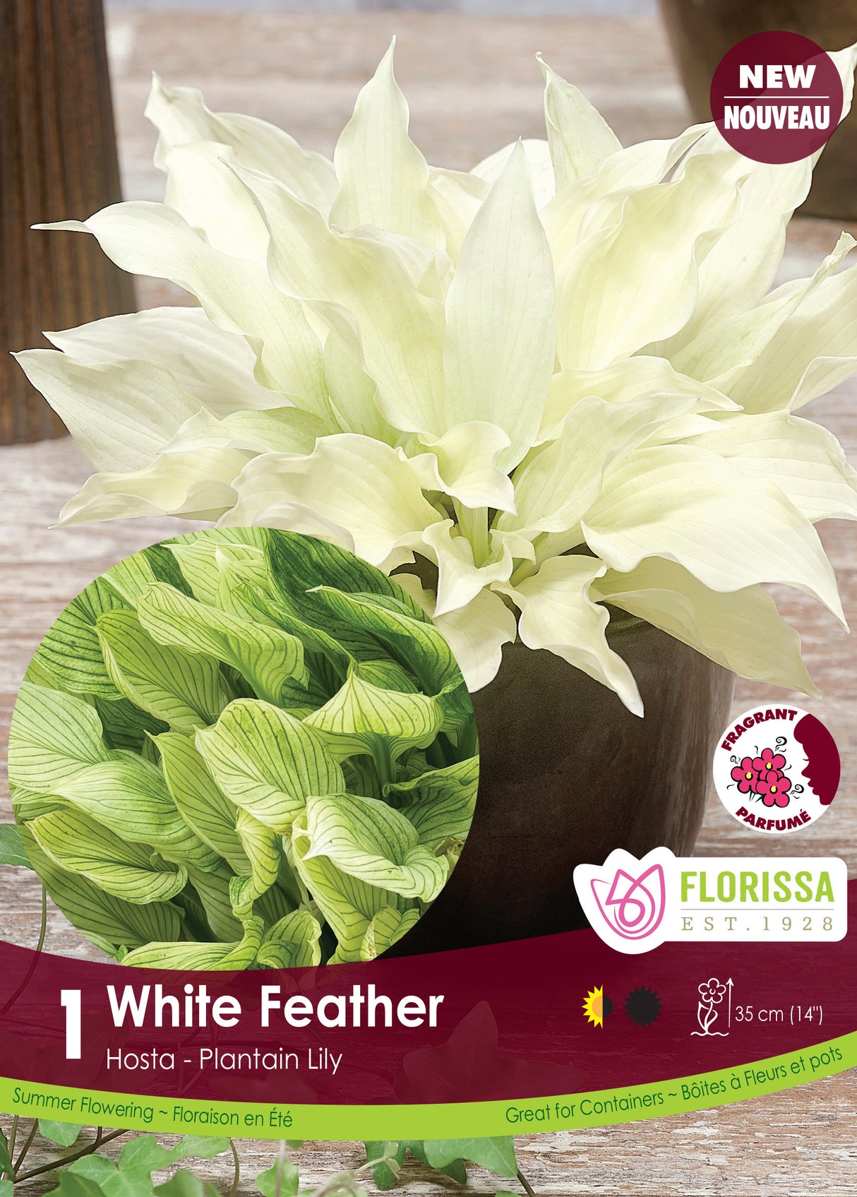 Hosta - White Feather Retail