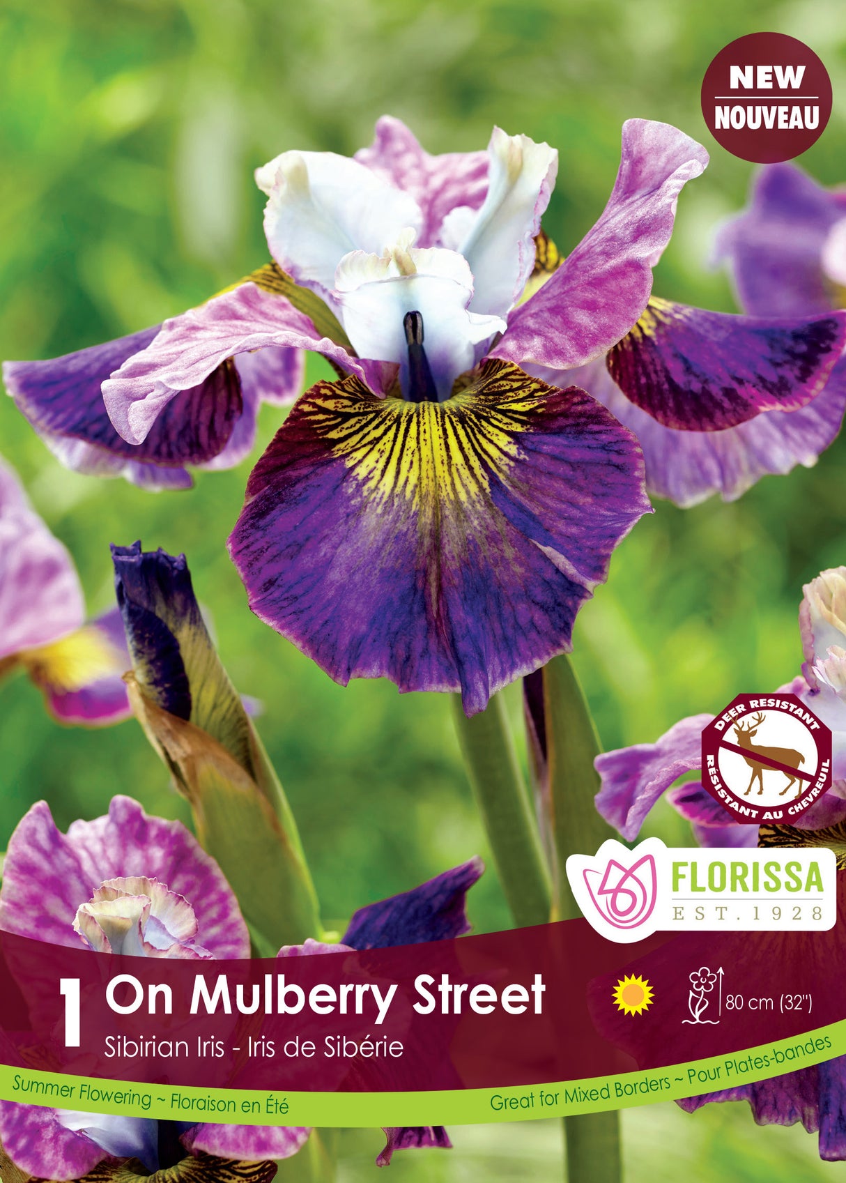 Iris Sibirica - On Mulberry Street Retail