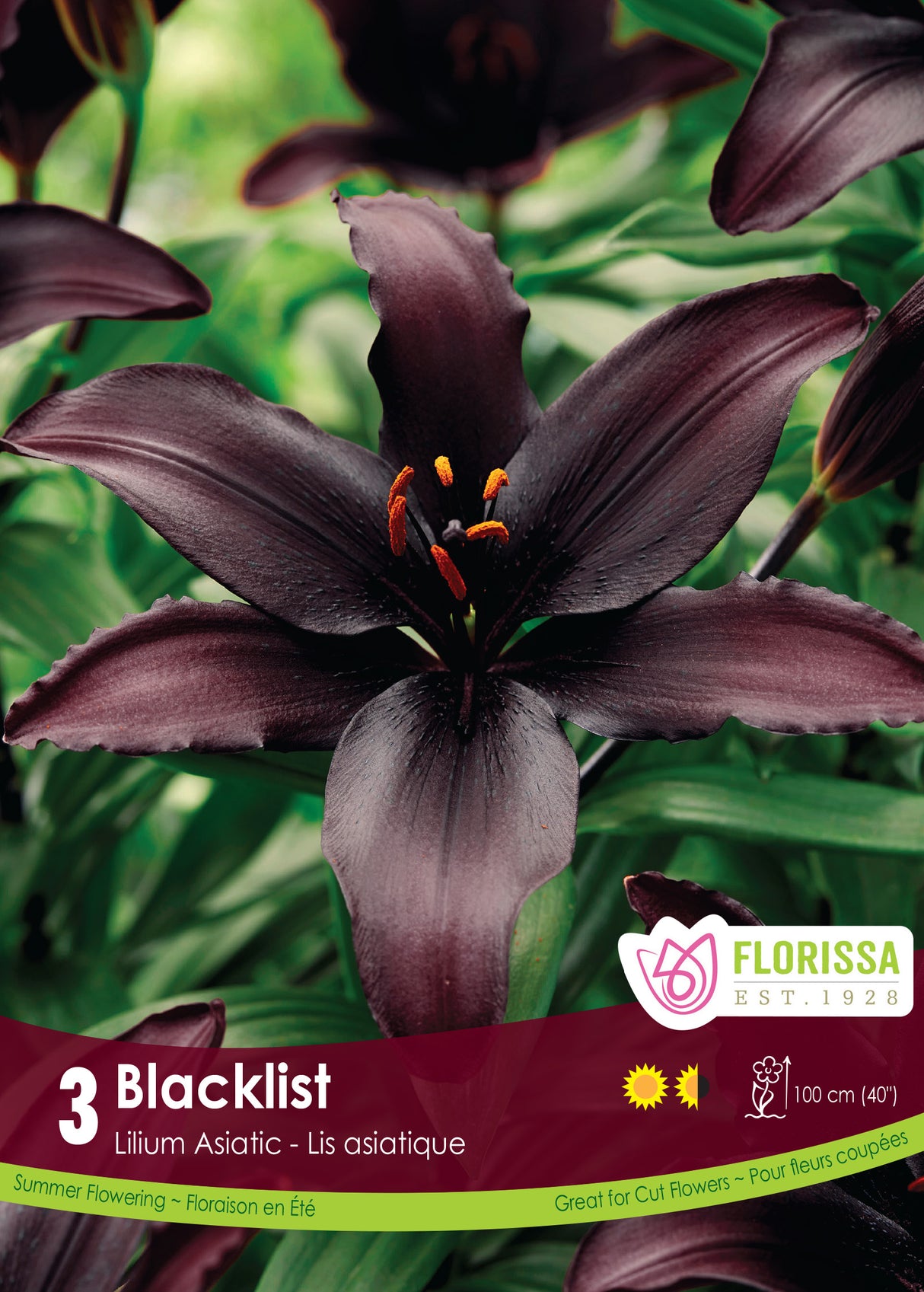 Lily Asiatic - Blacklist Retail