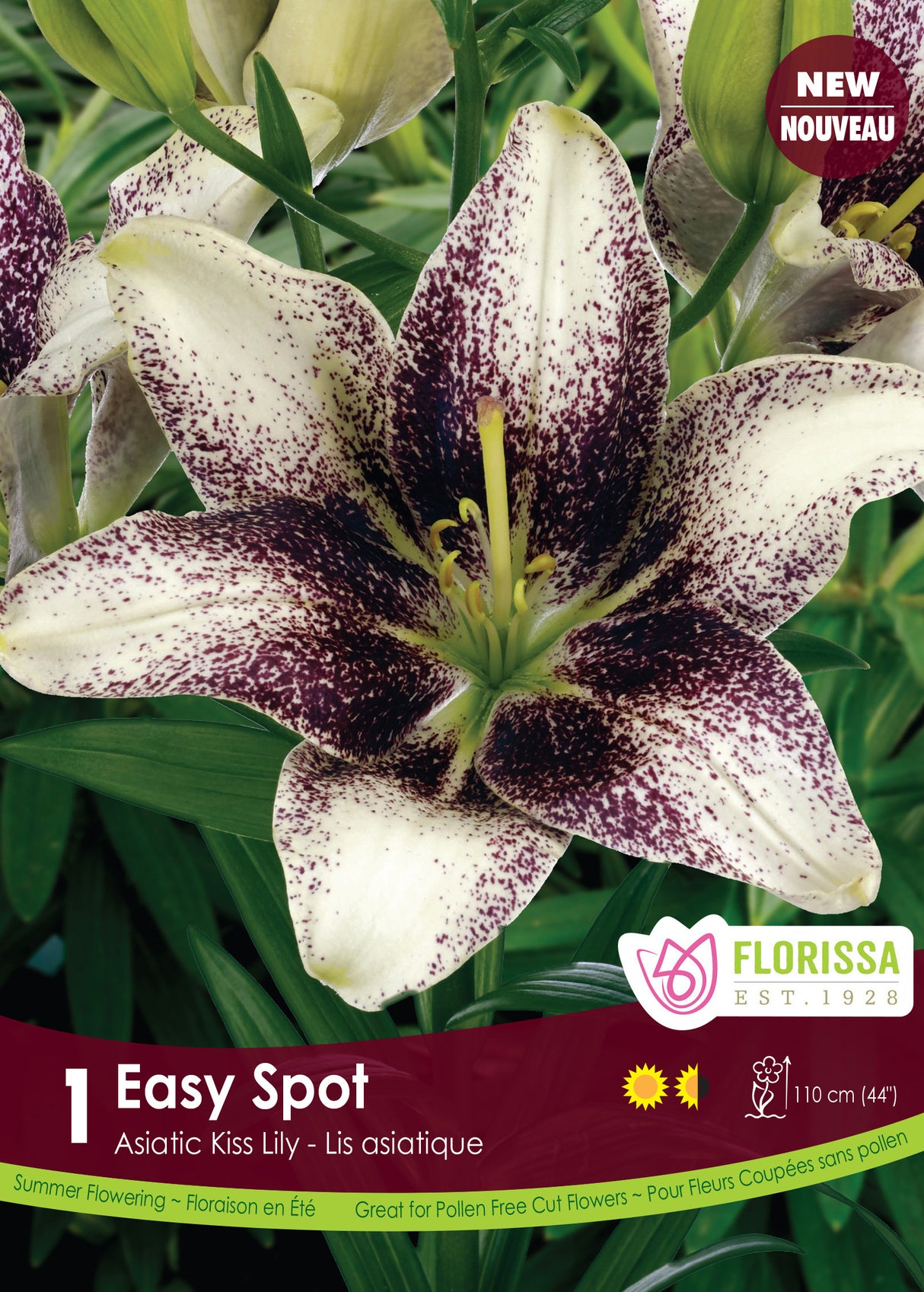 Lily Asiatic Kiss - Easy Spot Retail
