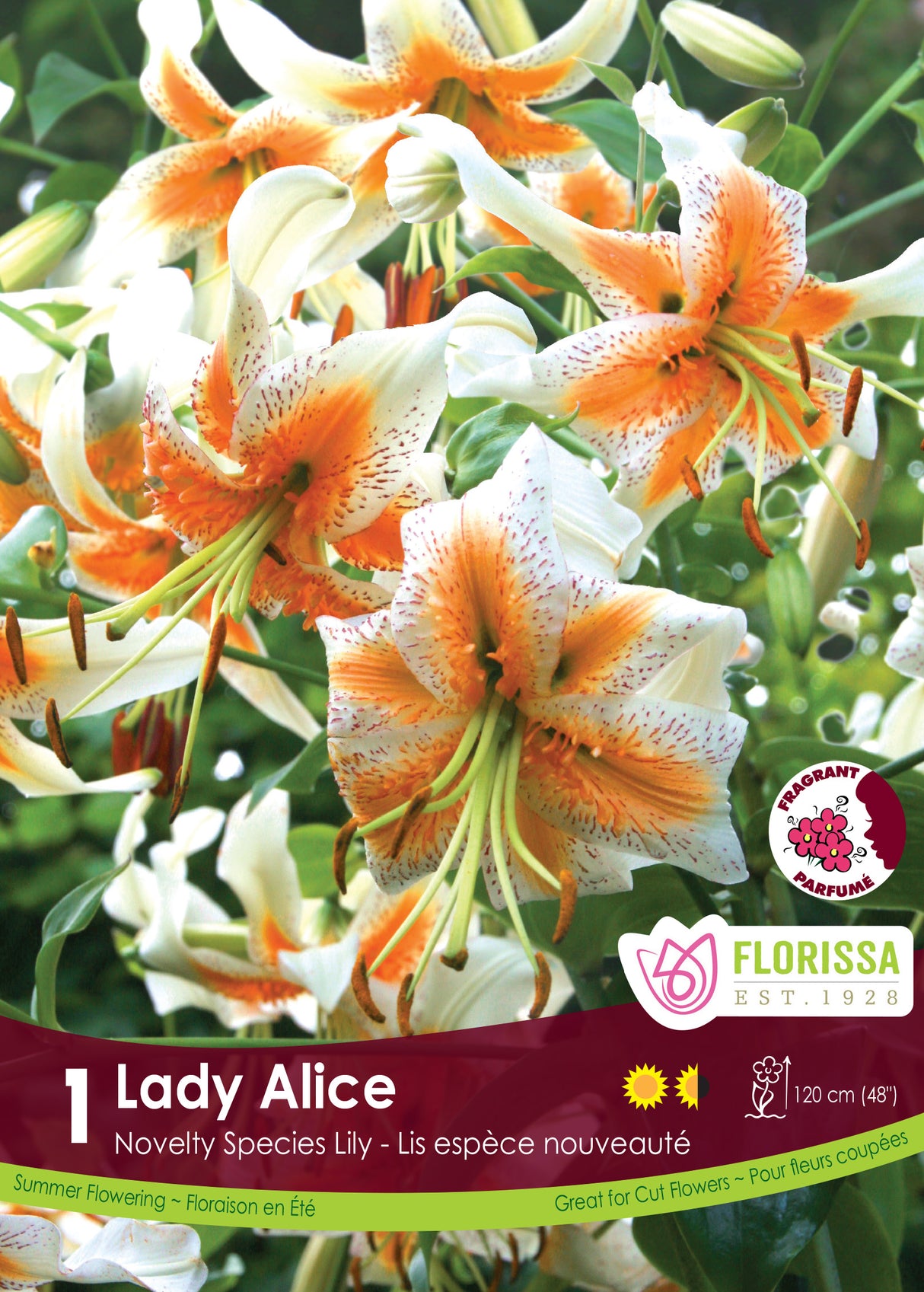 Lily Species - Lady Alice Retail