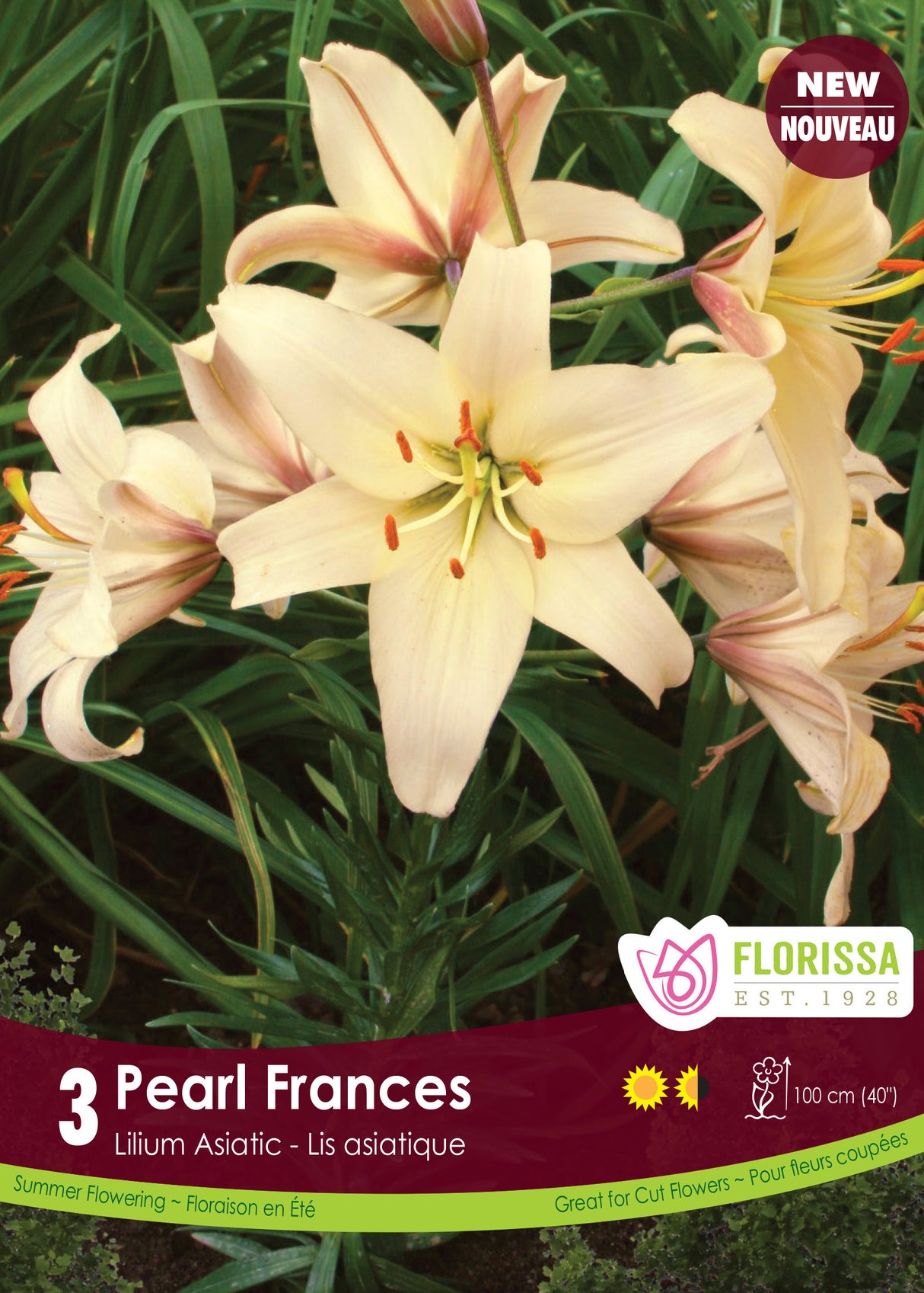 Lily Asiatic - Pearl Frances Retail
