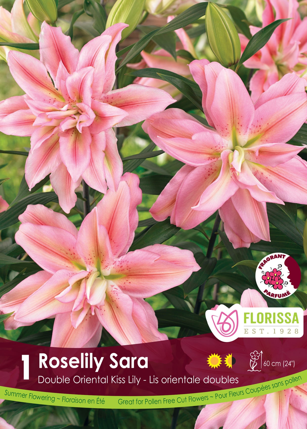 Lily Double Oriental - Roselily Sara Retail
