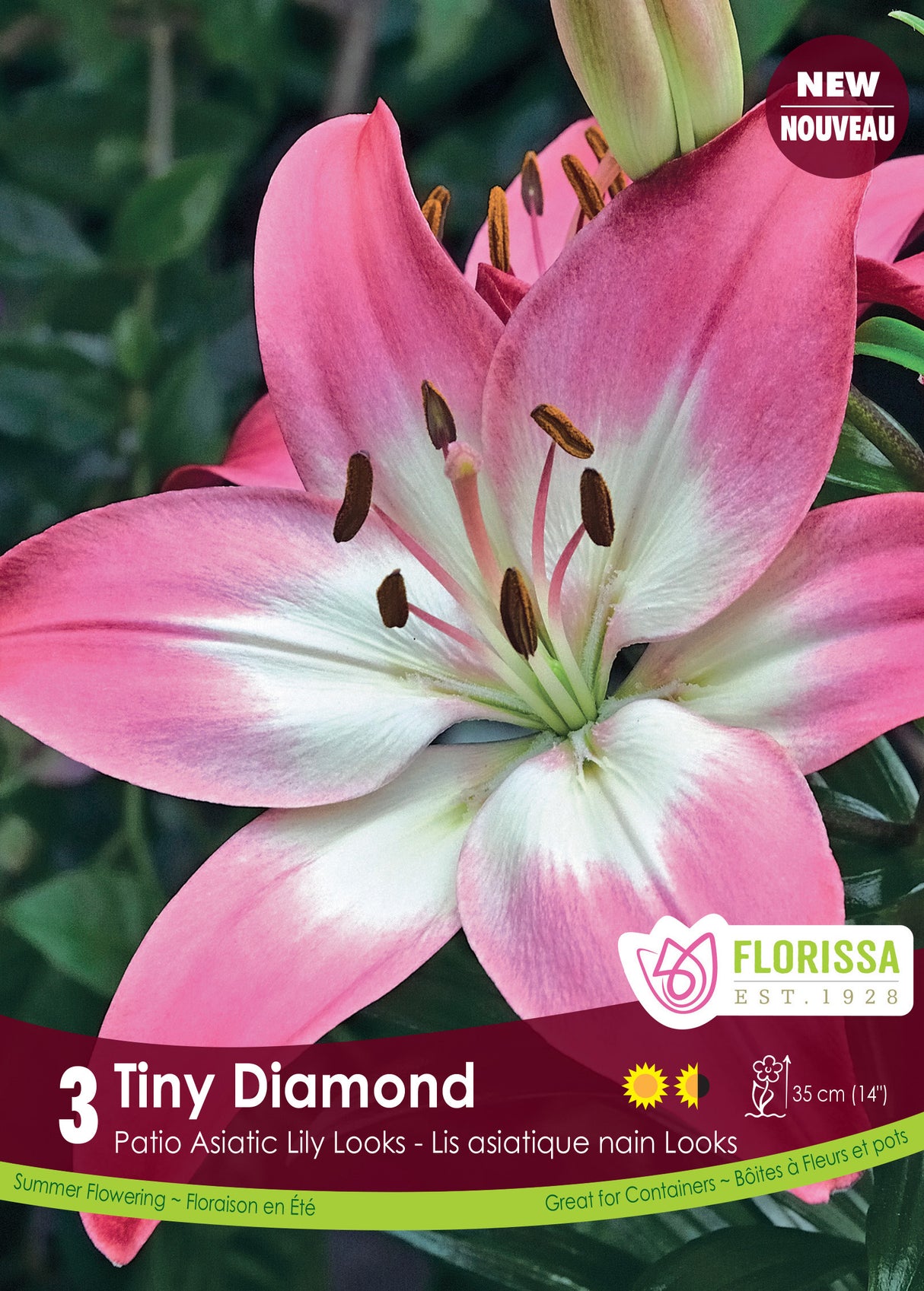 Lily Patio Asiatic  - Tiny Diamond Retail