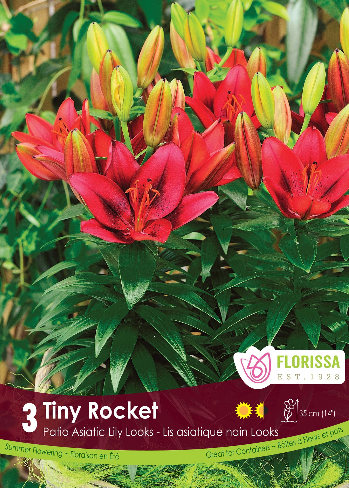 Lily Asiatic - Tiny Rocket Retail