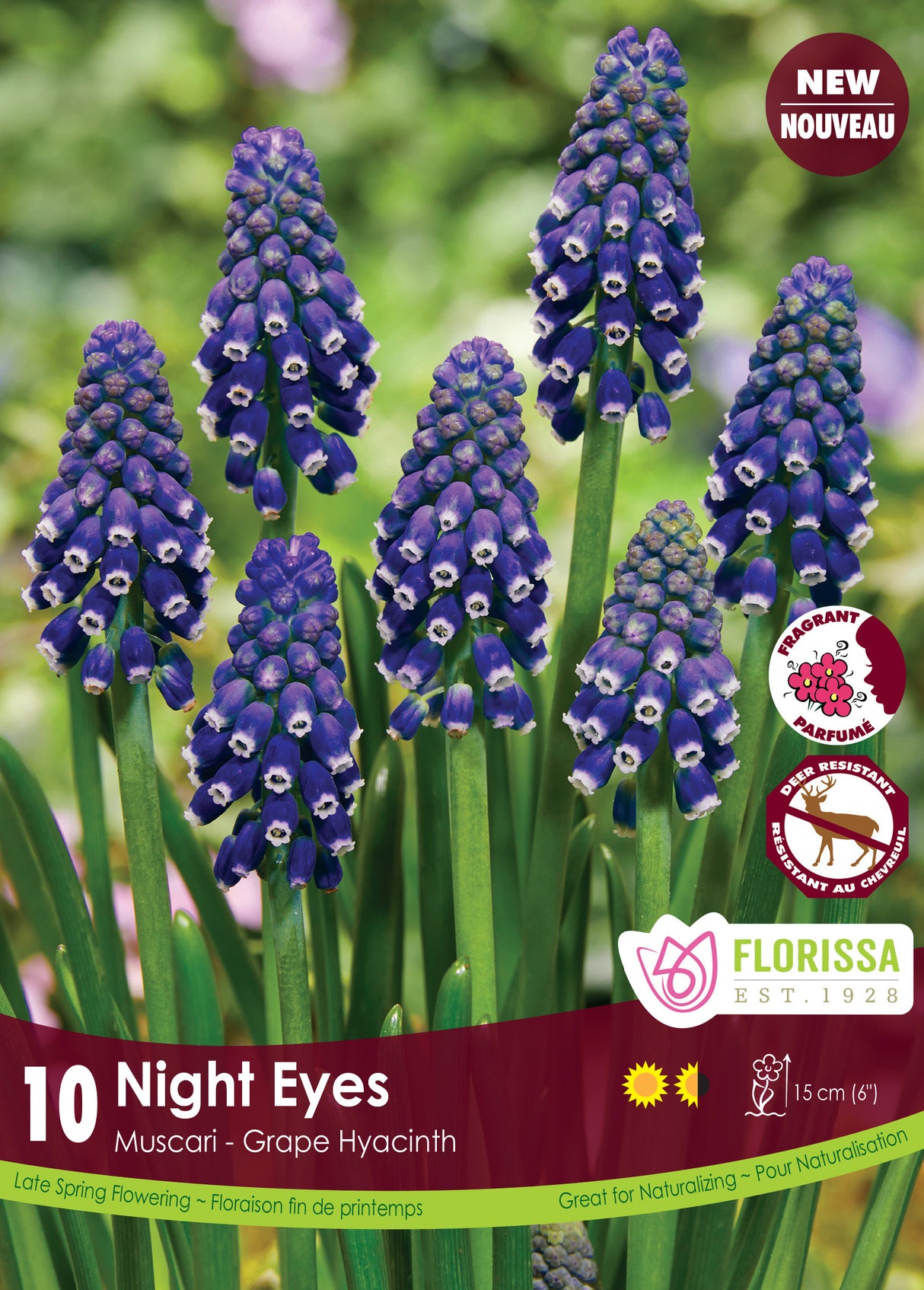 Muscari - Night Eyes Retail