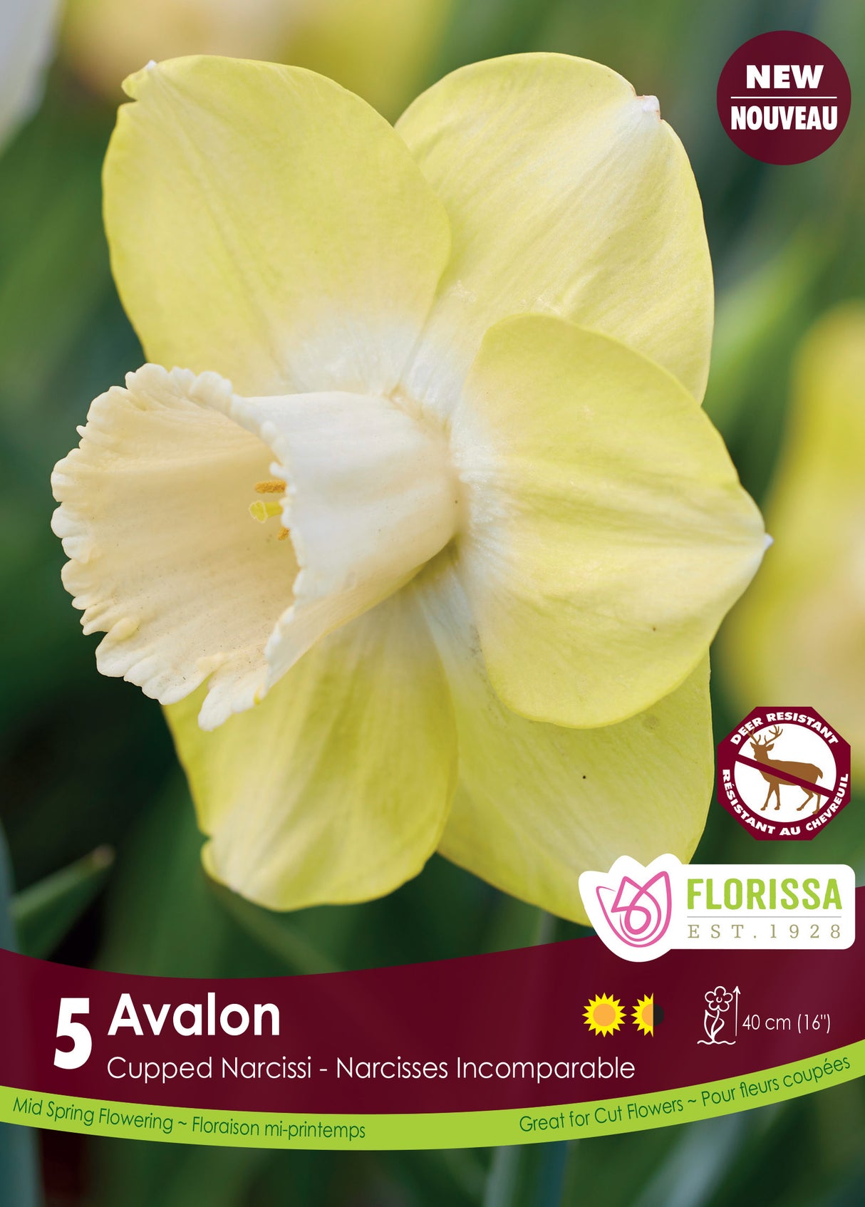 Narcissus Cupped - Avalon Bulk