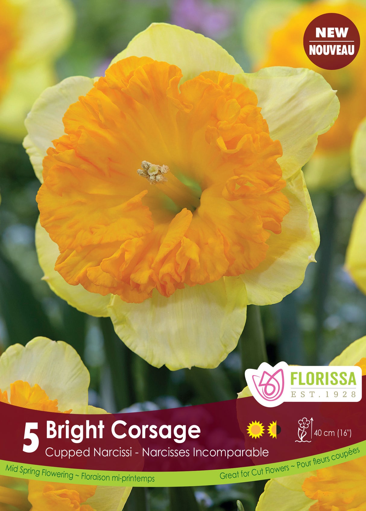 Narcissus Cupped - Bright Corsage Retail
