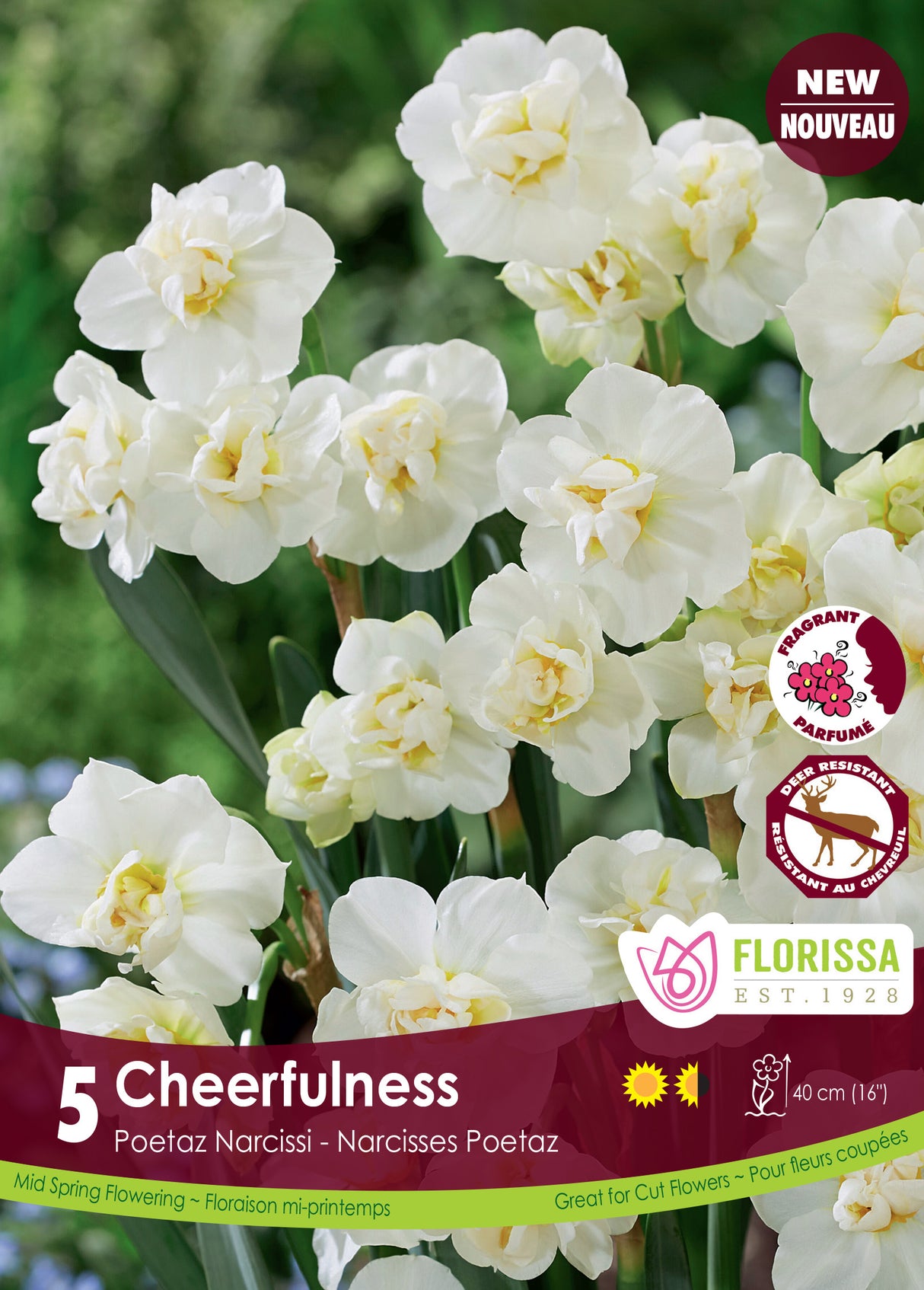 Narcissus Poetaz - Cheerfulness Bulk