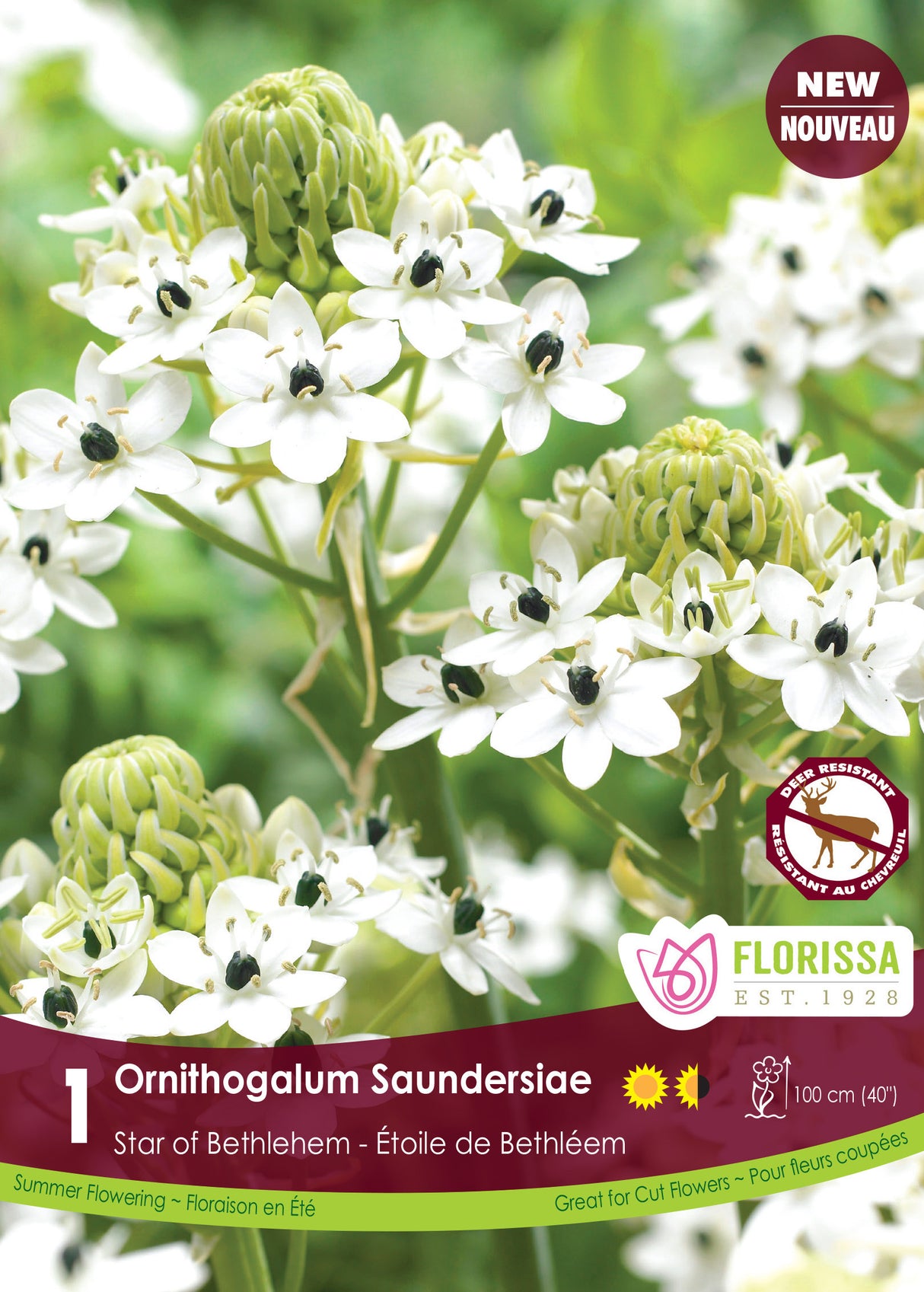 Ornithogalum - Saundersiae