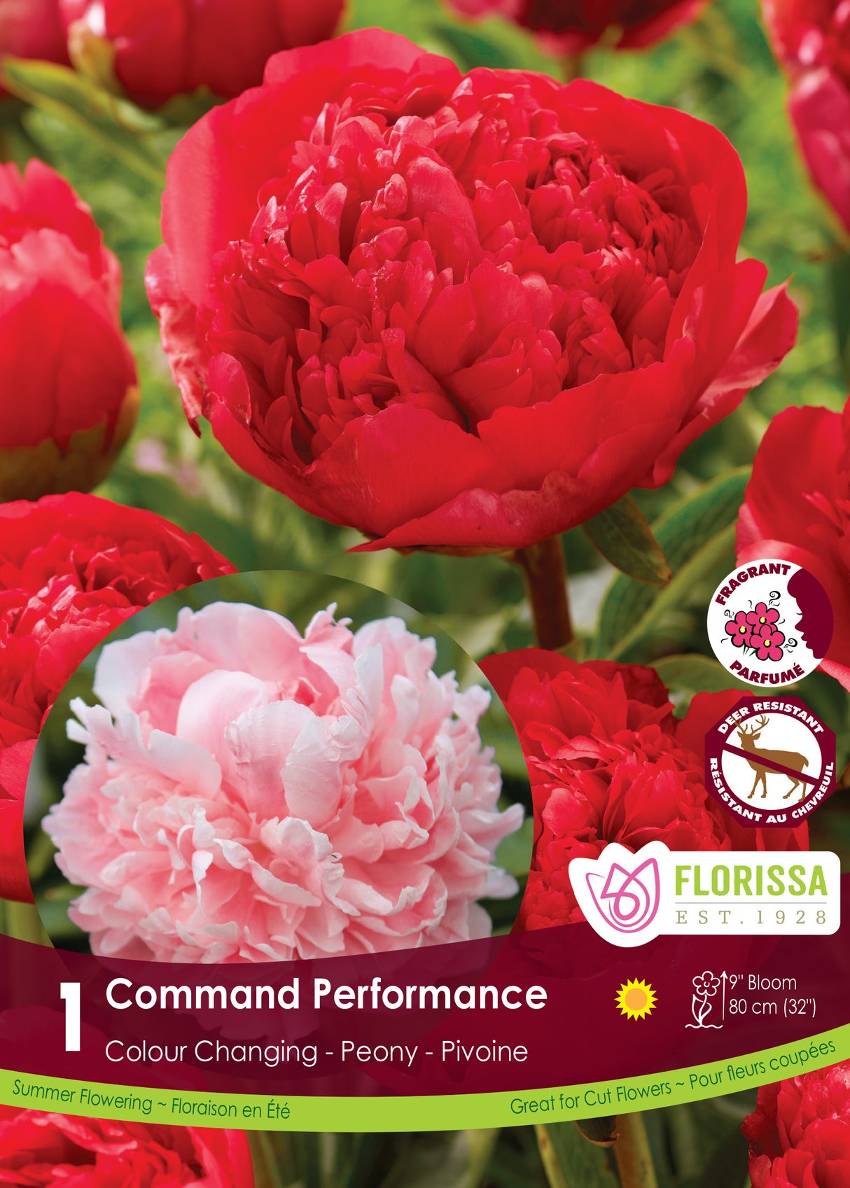 Paeonia - Command Performance Retail