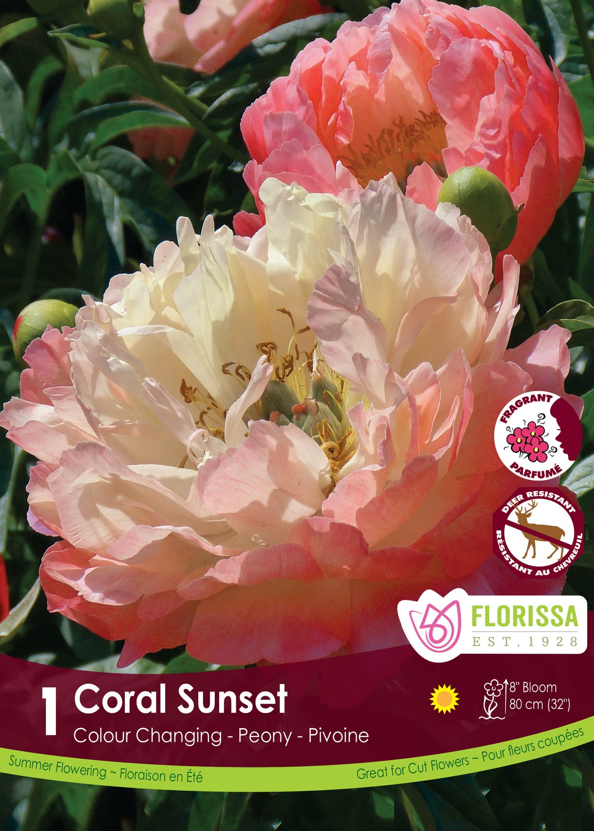 Paeonia - Coral Sunset Retail