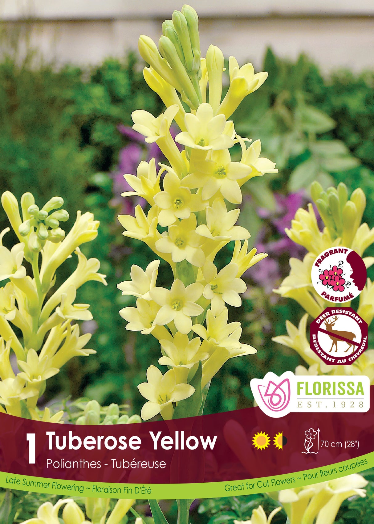 Tuberose - Yellow