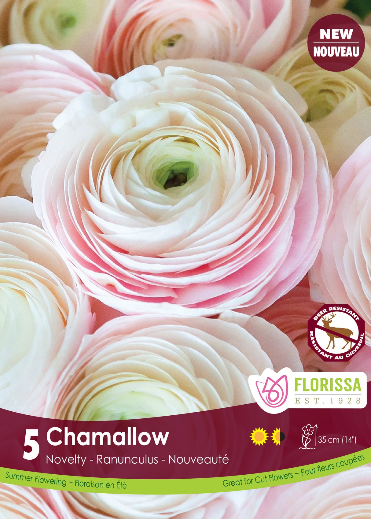 Ranunculus - Chamallow Spring Retail